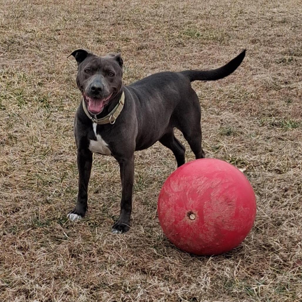 Enlarge Joli, a Adoptable Mixed Breed in Camden, DE image 2/3
