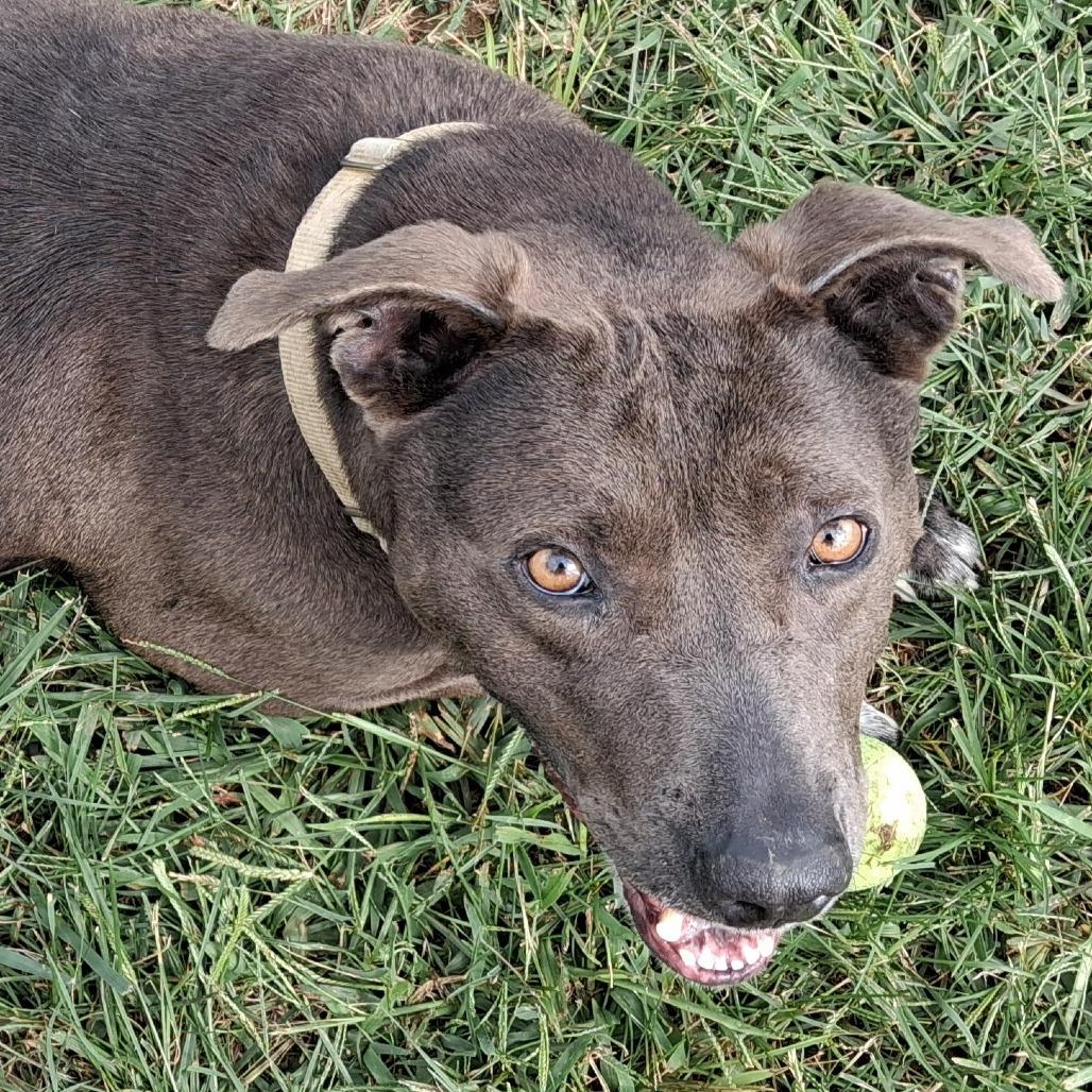 Enlarge Joli, a Adoptable Mixed Breed in Camden, DE image 3/6