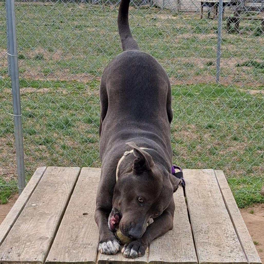 Enlarge Joli, a Adoptable Mixed Breed in Camden, DE image 3/4