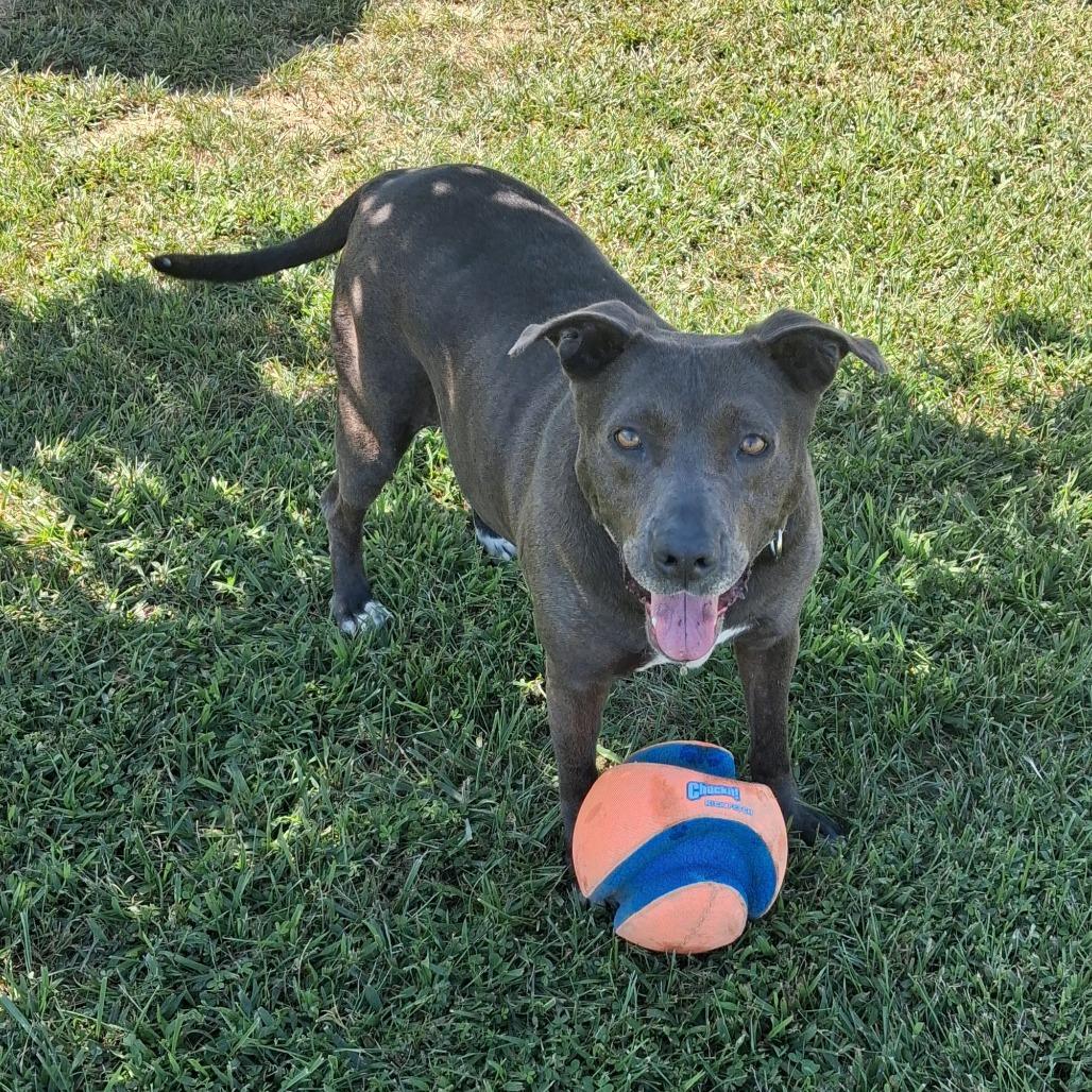 Enlarge Joli, a Adoptable Mixed Breed in Camden, DE image 5/6