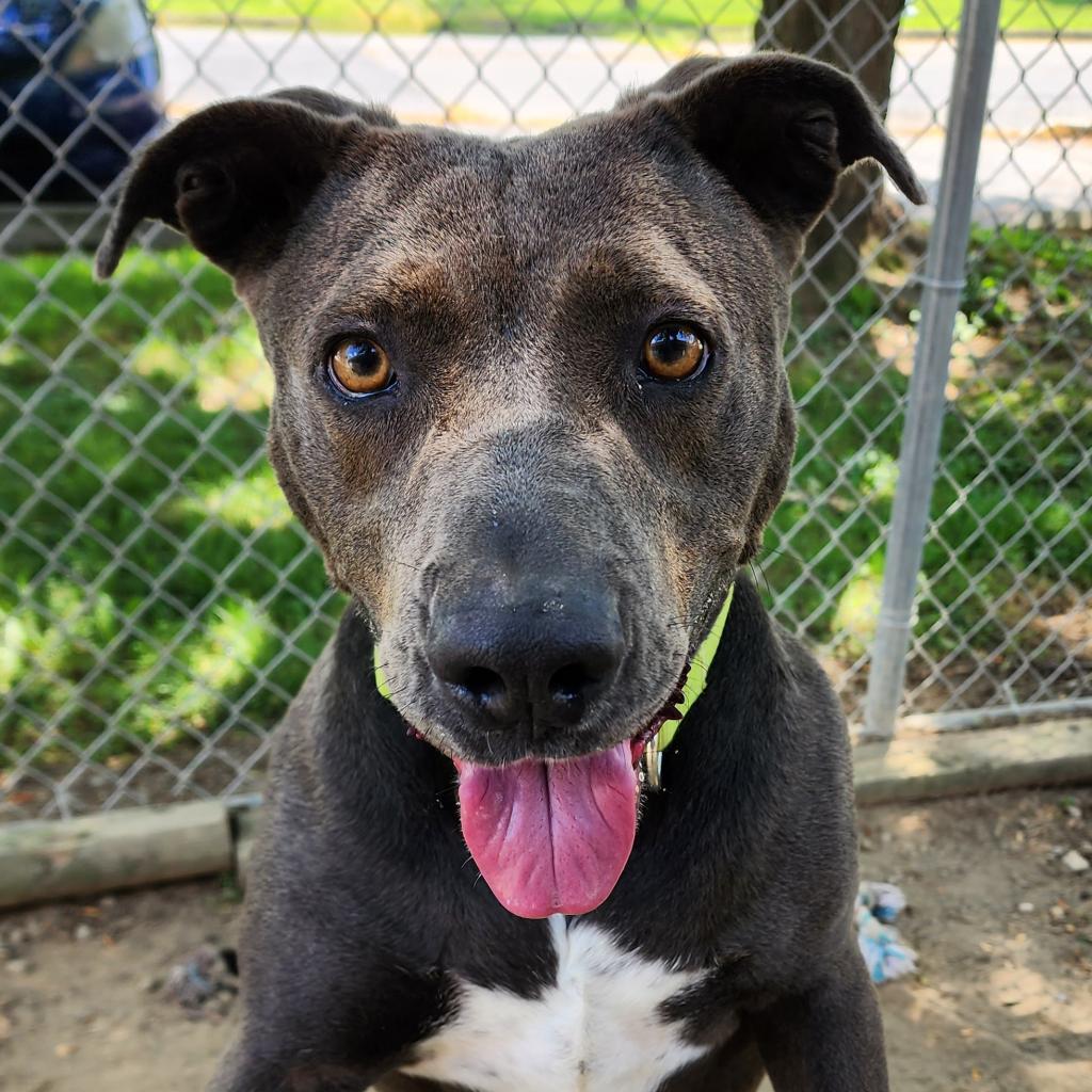 Enlarge Joli, a Adoptable Mixed Breed in Camden, DE image 3/3