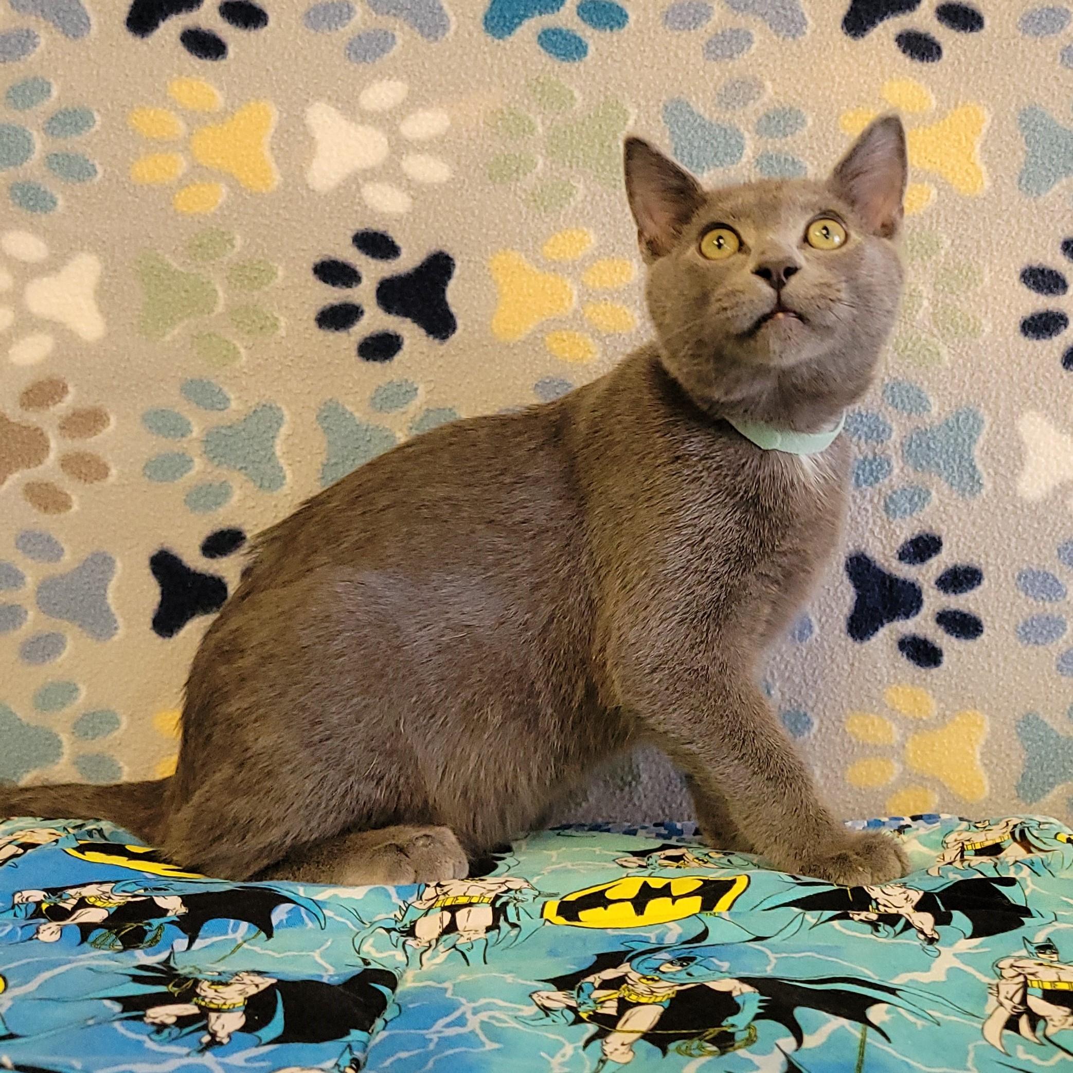 Enlarge Cowboy, an adopted mixed breed in ALPINE, TX image 6/6