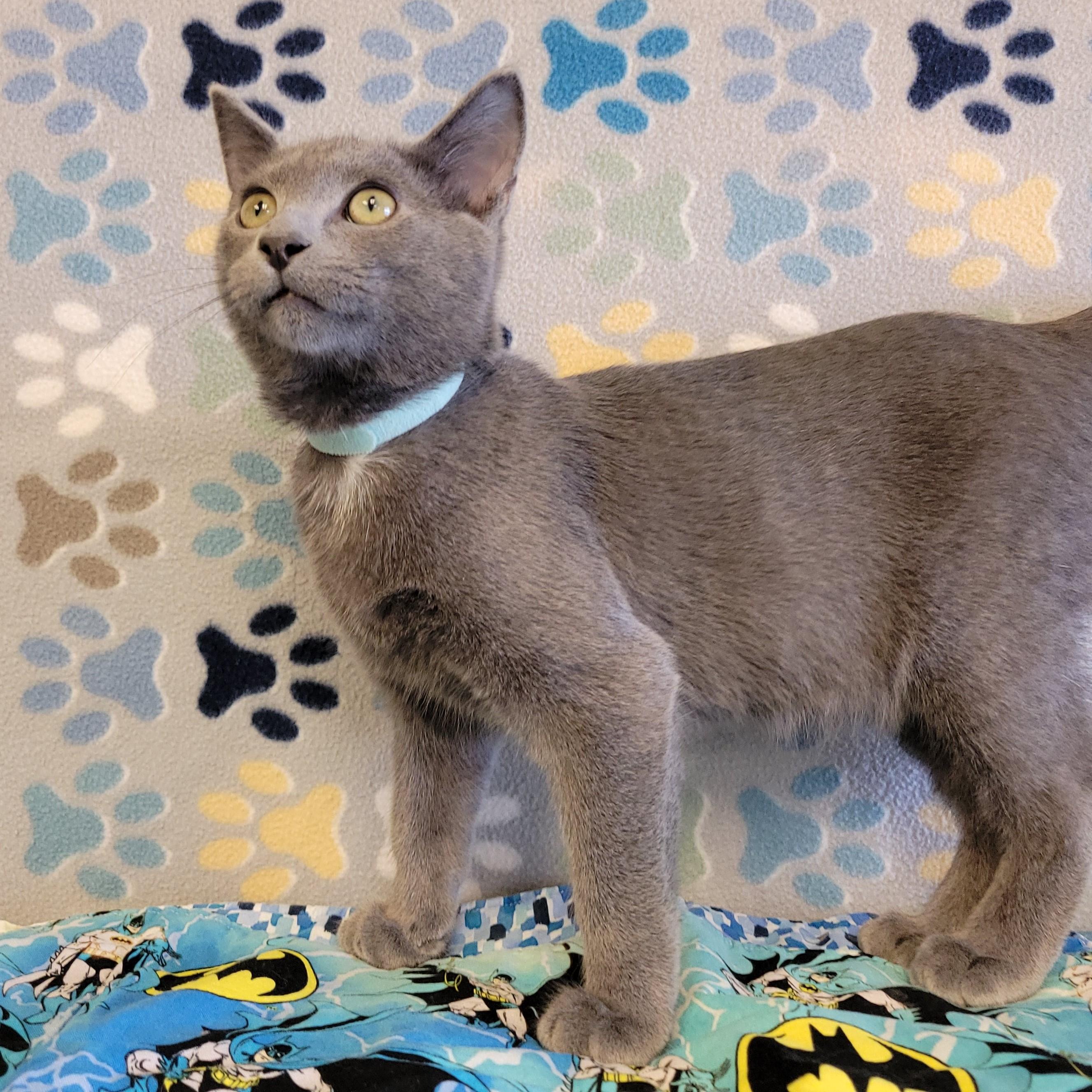 Enlarge Cowboy, an adopted mixed breed in ALPINE, TX image 2/6