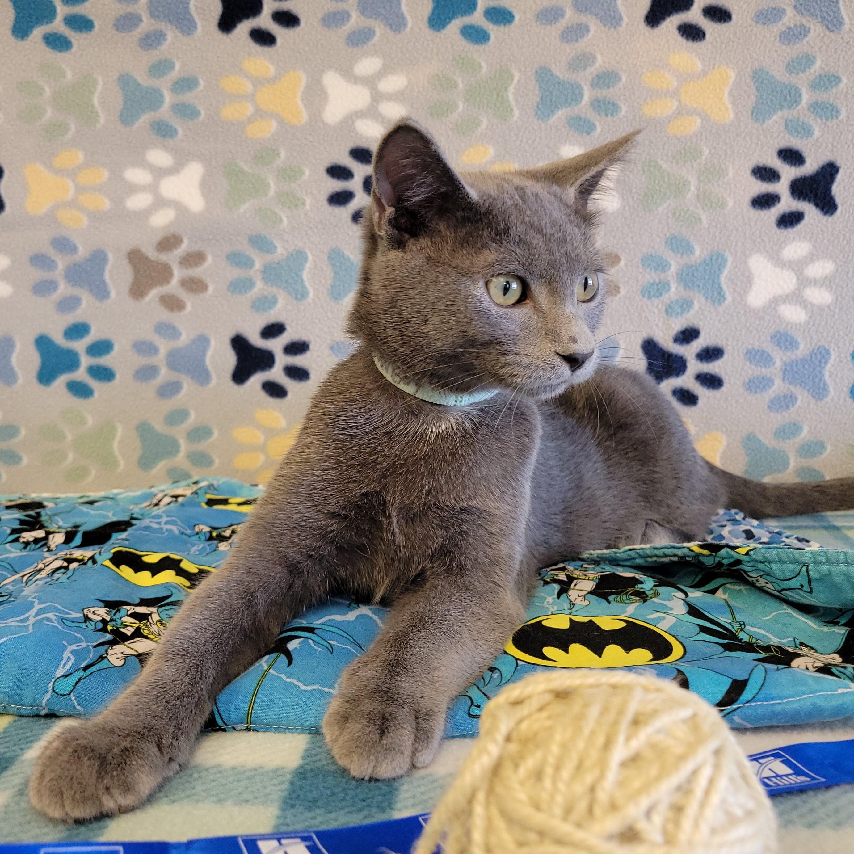 Enlarge Cowboy, an adopted mixed breed in ALPINE, TX image 5/6