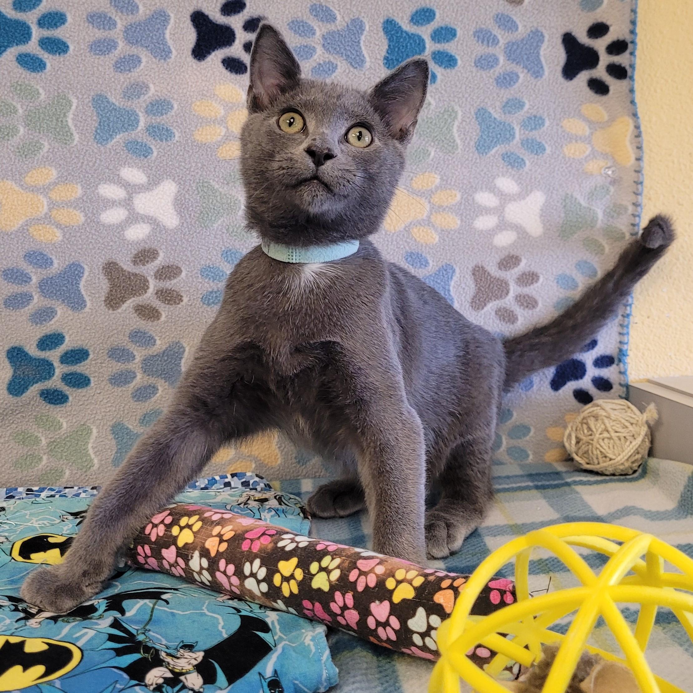 Cowboy, adopted, Young Male Domestic Short Hair & Russian Blue.