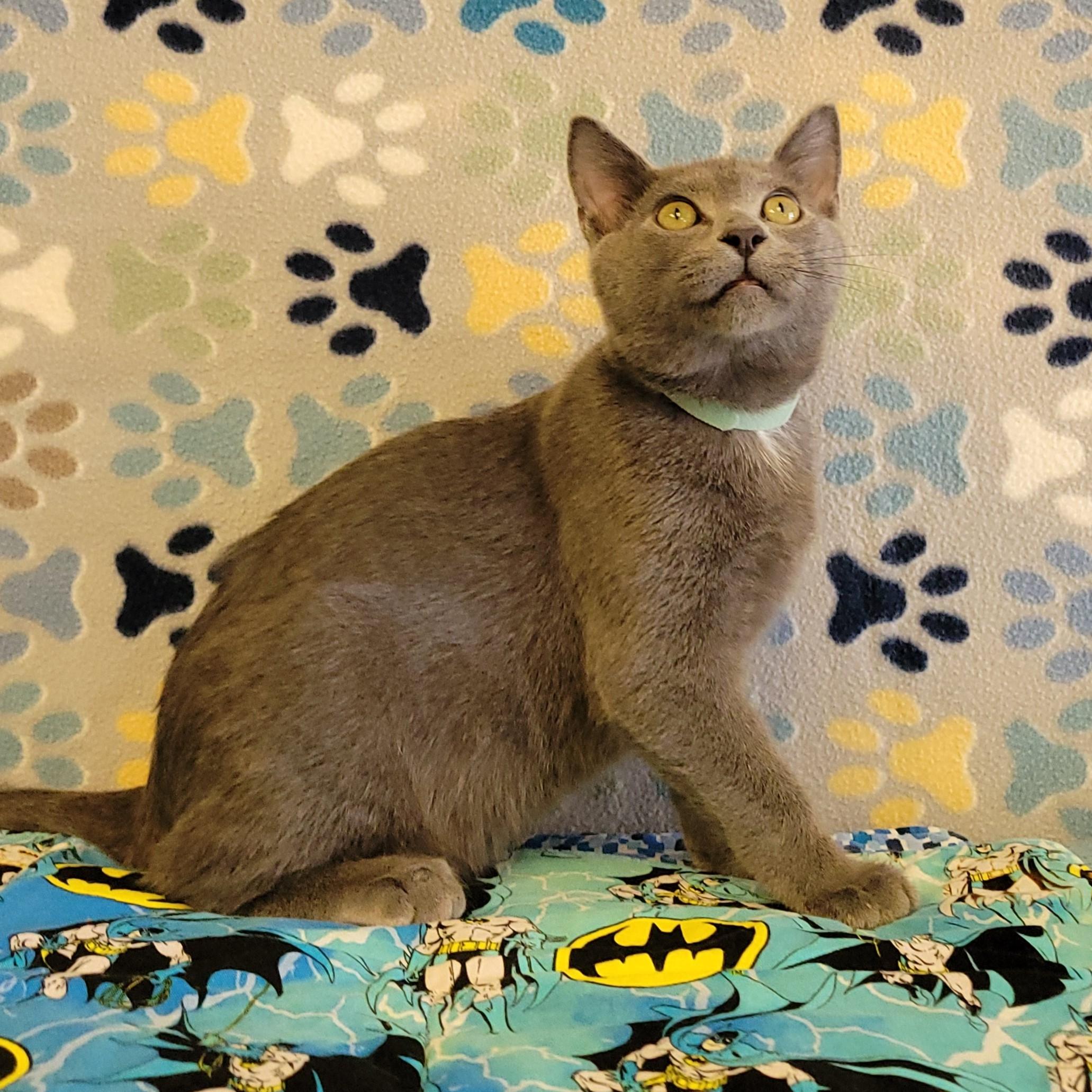 Enlarge Cowboy, an adopted mixed breed in ALPINE, TX image 3/6