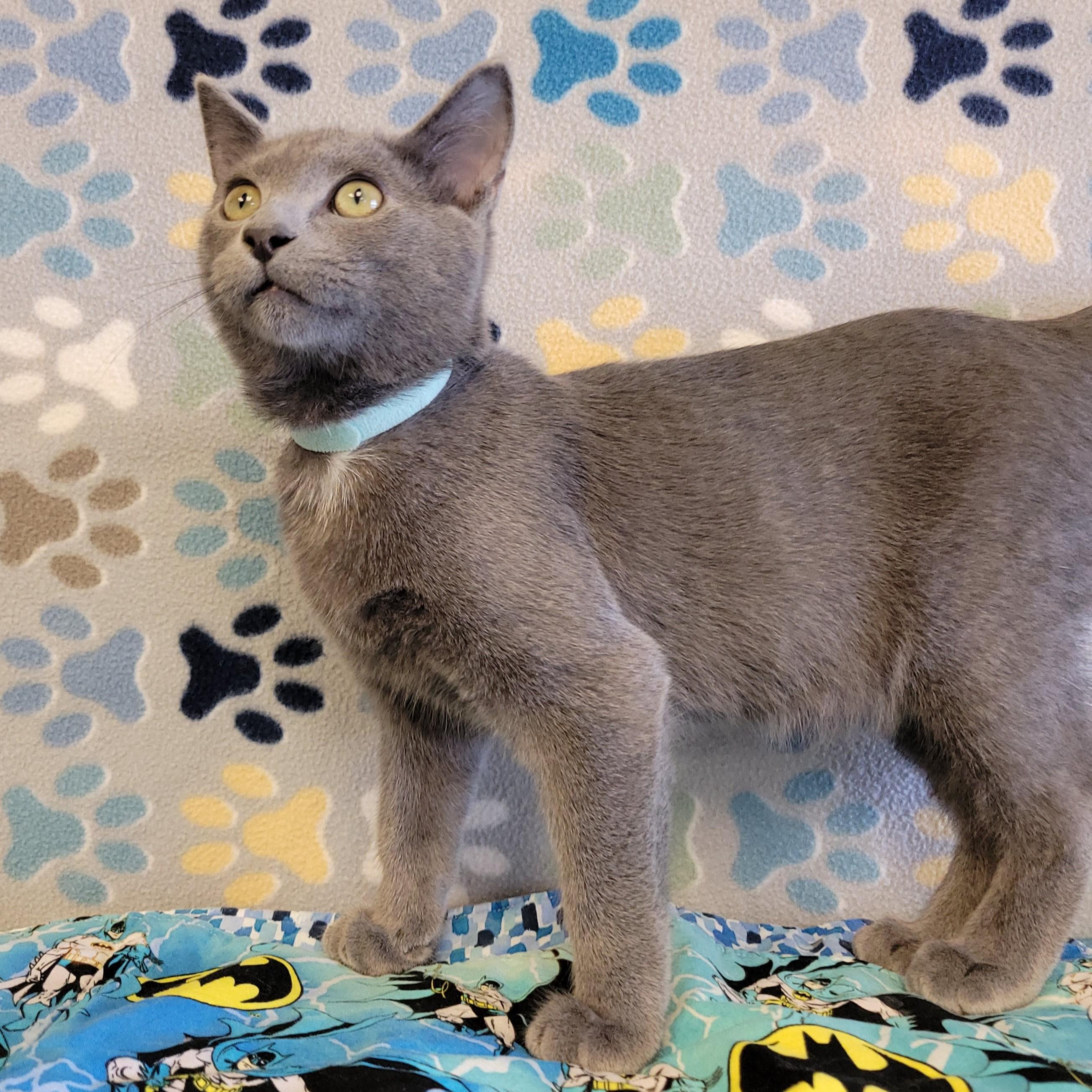 Enlarge Cowboy, an adopted mixed breed in ALPINE, TX image 4/6