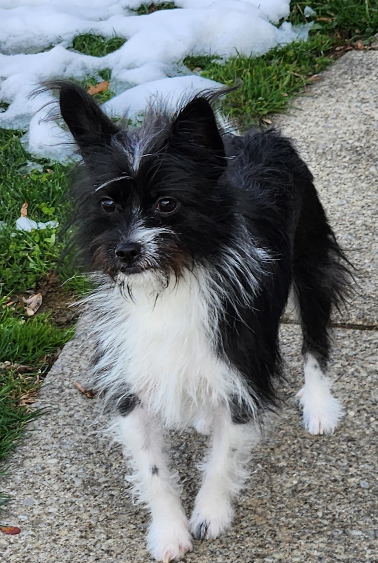 Spunky, ADOPTABLE, Young Male Yorkshire Terrier & Boston Terrier.
