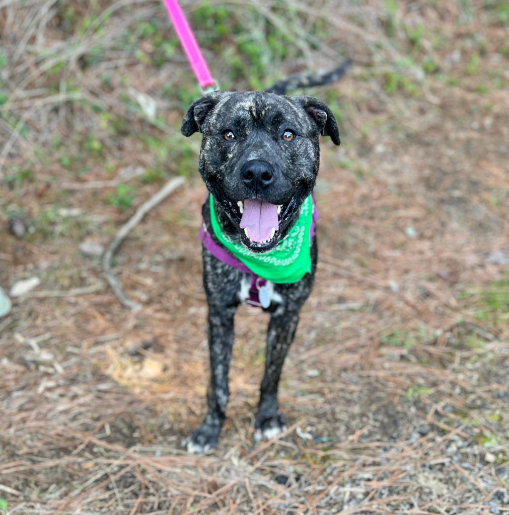 Enlarge Springer, a Adoptable mixed breed in Ellijay, GA image 1/1