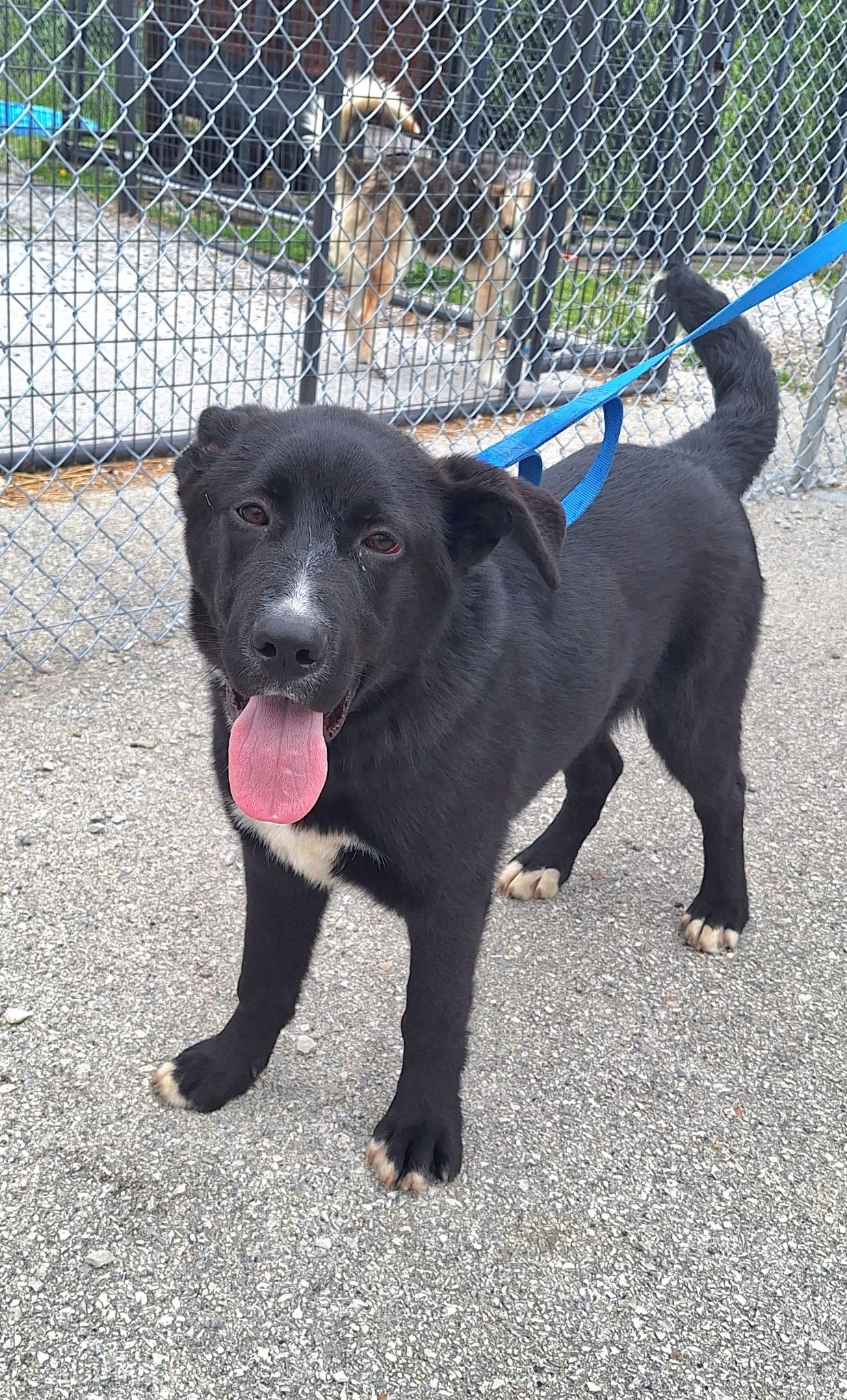 Enlarge Oliver, an adoption pending mixed breed in Clay City, KY image 1/3