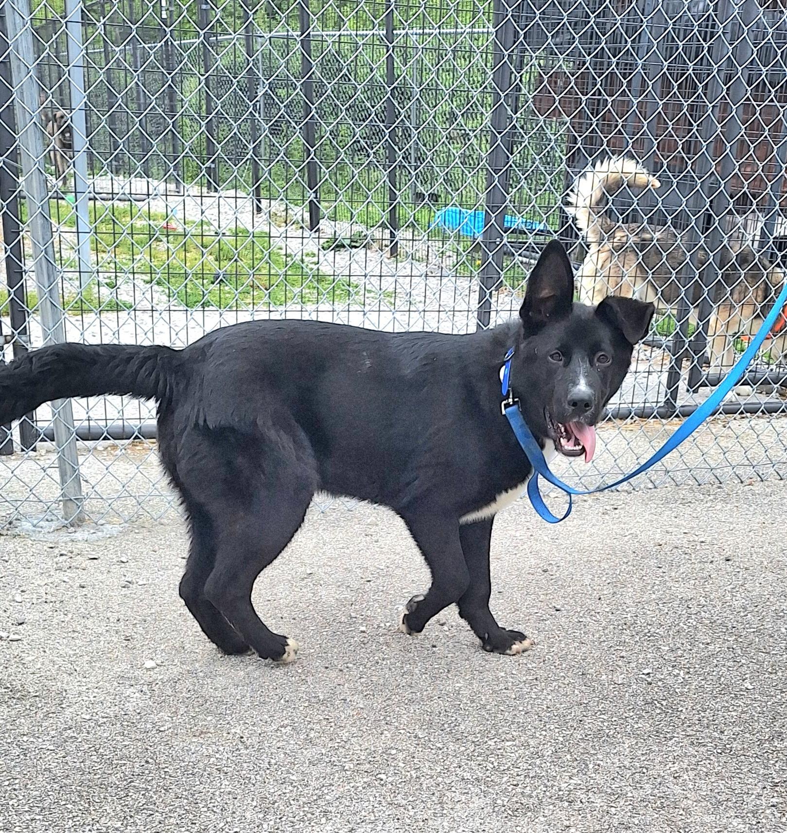 Enlarge Oliver, an adoption pending mixed breed in Clay City, KY image 2/3