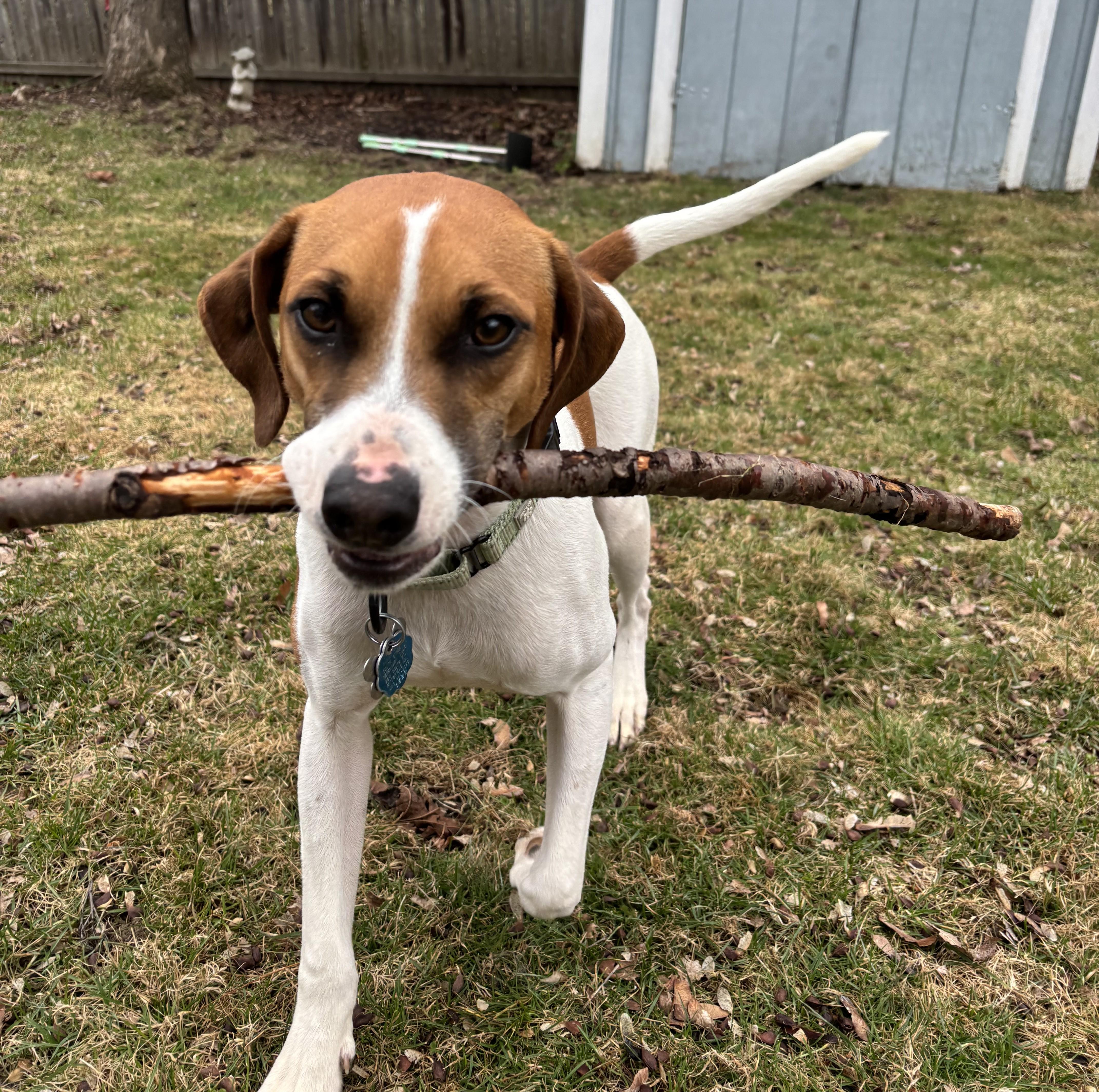 Enlarge Miles, a Adoptable mixed breed in Albany, NY image 3/6