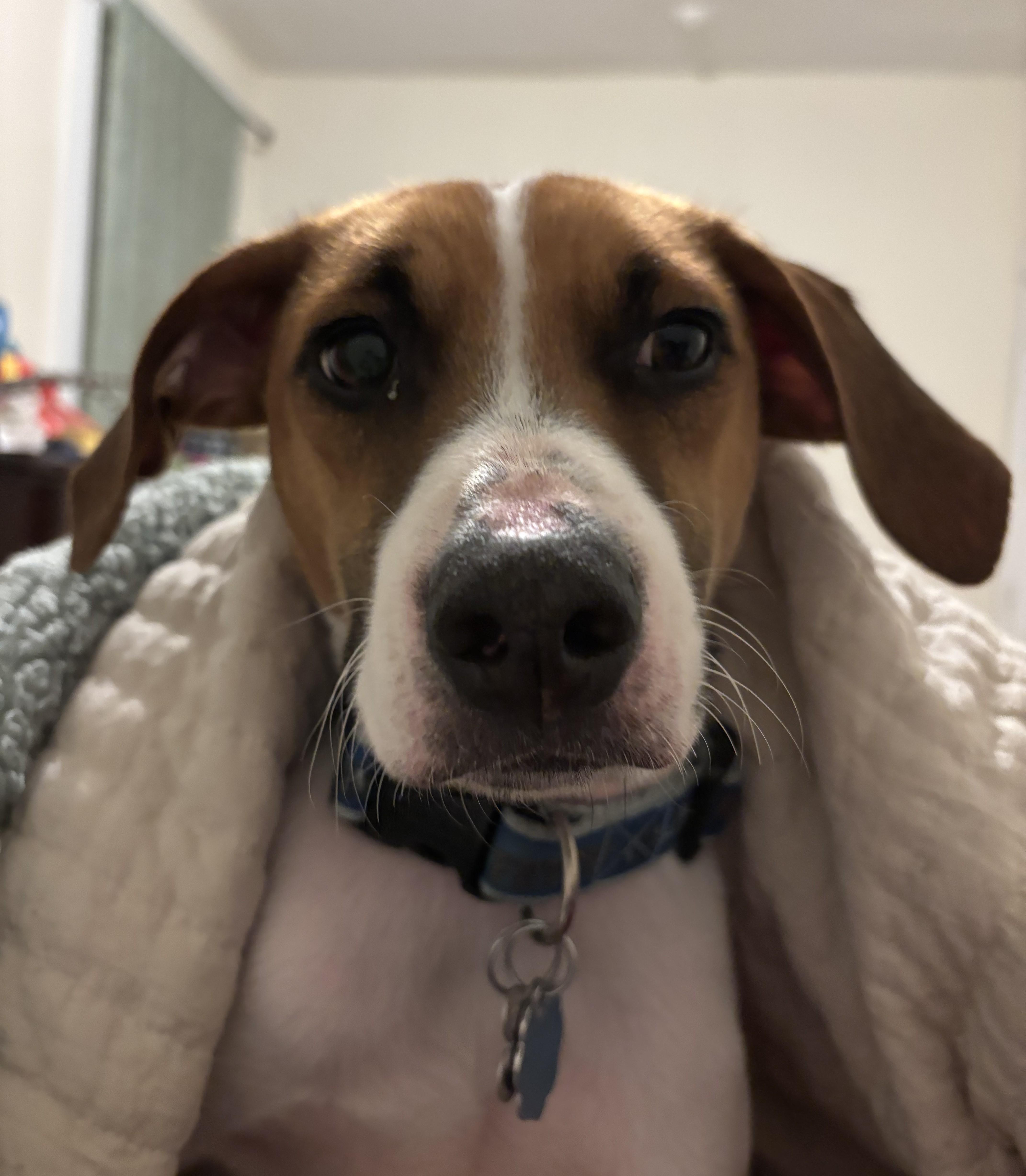 Enlarge Miles, a Adoptable mixed breed in Albany, NY image 2/6