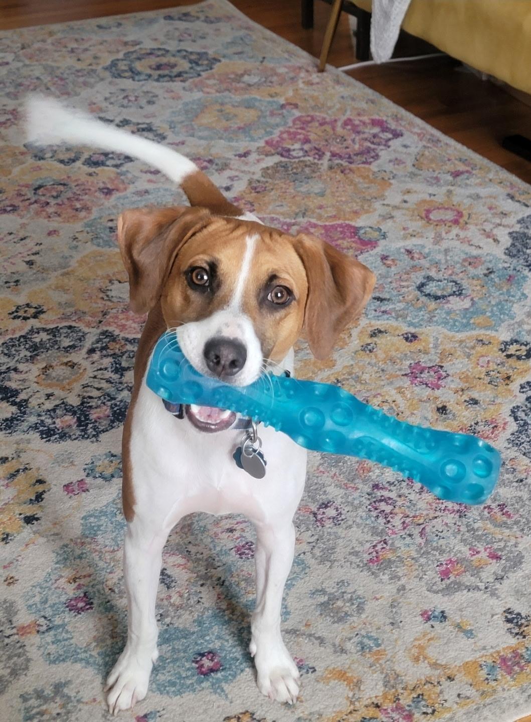 Enlarge Miles, a Adoptable mixed breed in Albany, NY image 6/6