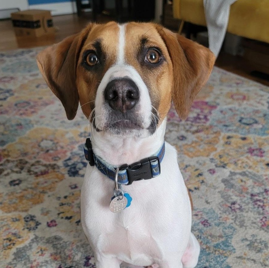 Enlarge Miles, a Adoptable mixed breed in Albany, NY image 5/6