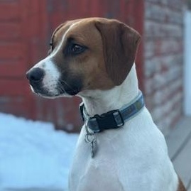 Miles, Adoptable, Young Male Beagle & Jack Russell Terrier.