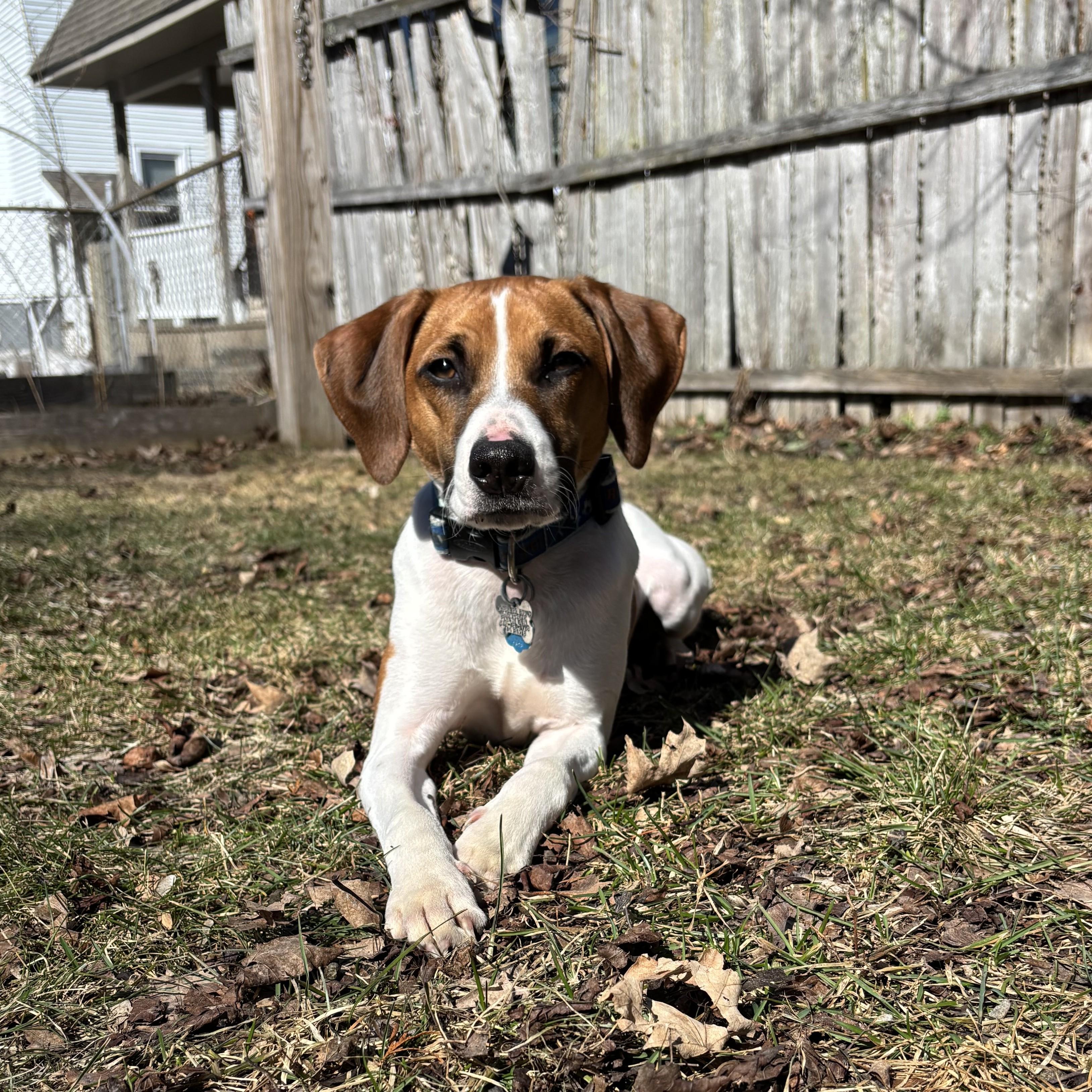 Enlarge Miles, a Adoptable mixed breed in Albany, NY image 1/6