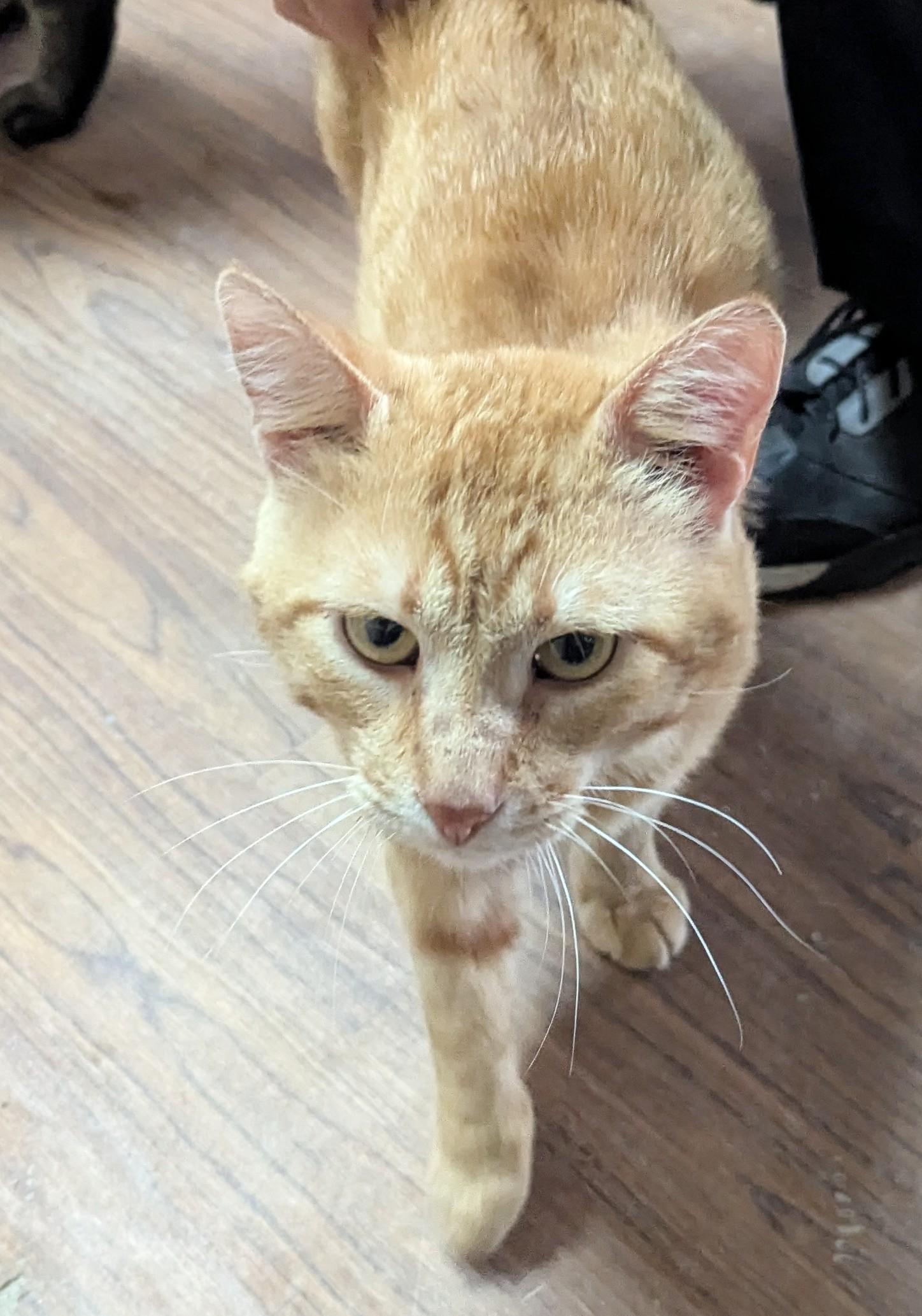 Valentino, Adult Male Domestic Short Hair