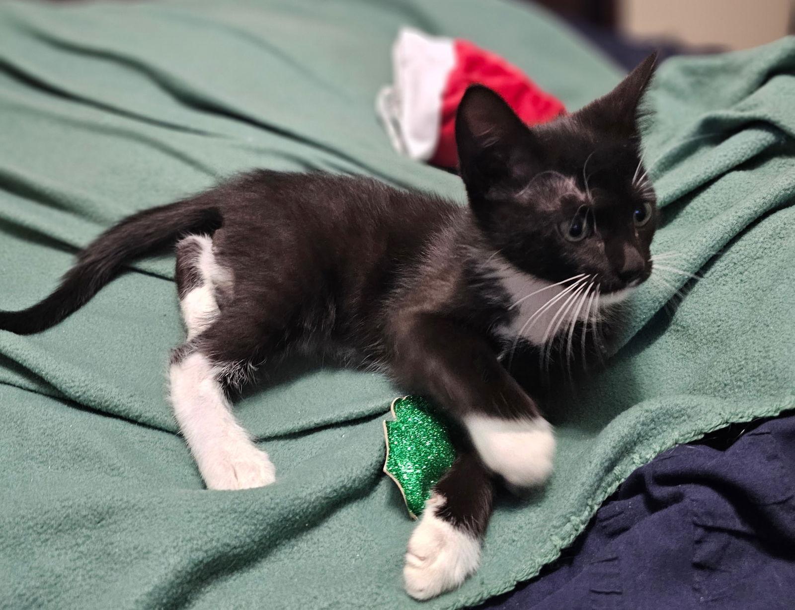 Enlarge Buzz, a Adoptable Domestic Short Hair in Social Circle, GA image 1/3