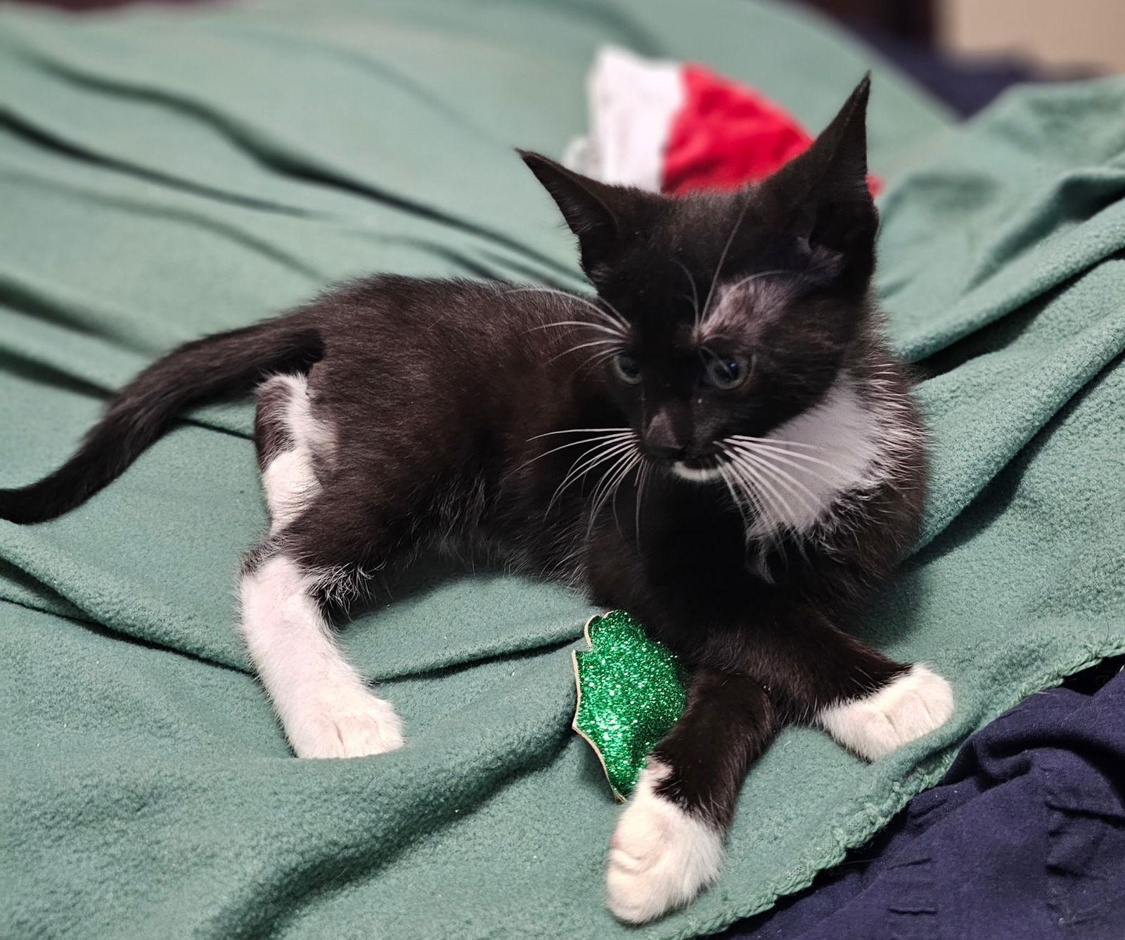 Enlarge Buzz, a Adoptable Domestic Short Hair in Social Circle, GA image 3/3