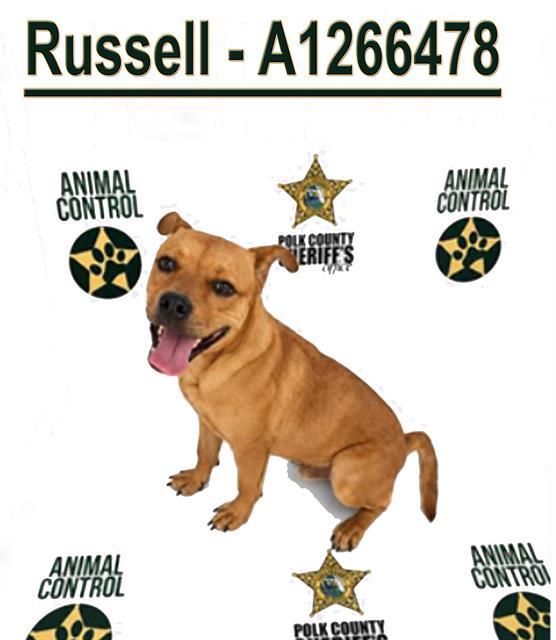 Enlarge RUSSELL, a Adoptable mixed breed in Winter Haven, FL image 1/1