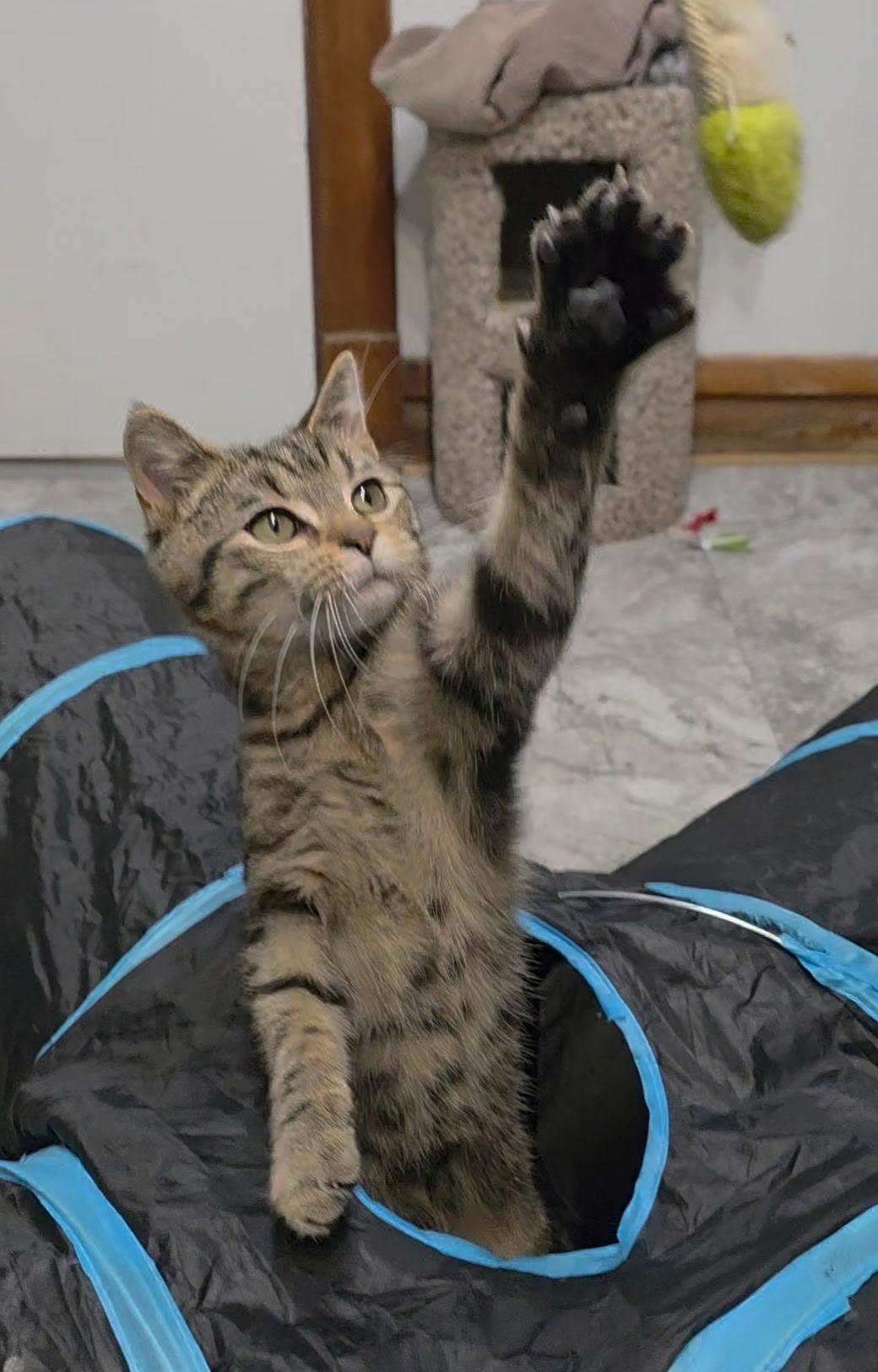 Enlarge Pharaoh, a ADOPTABLE Domestic Short Hair in Reisterstown, MD image 3/3