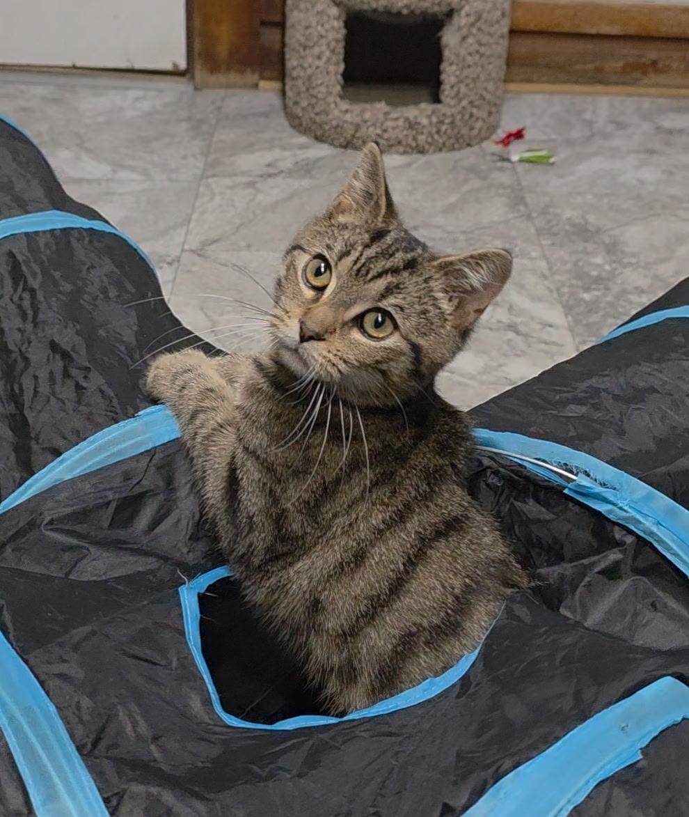 Pharaoh, ADOPTABLE, Kitten Male Domestic Short Hair.