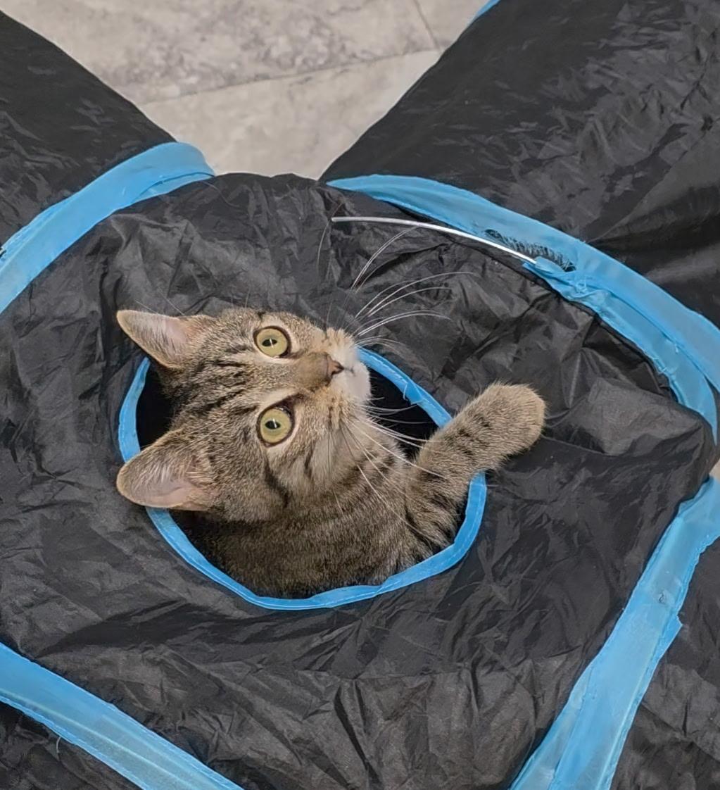 Enlarge Pharaoh, a ADOPTABLE Domestic Short Hair in Reisterstown, MD image 2/3