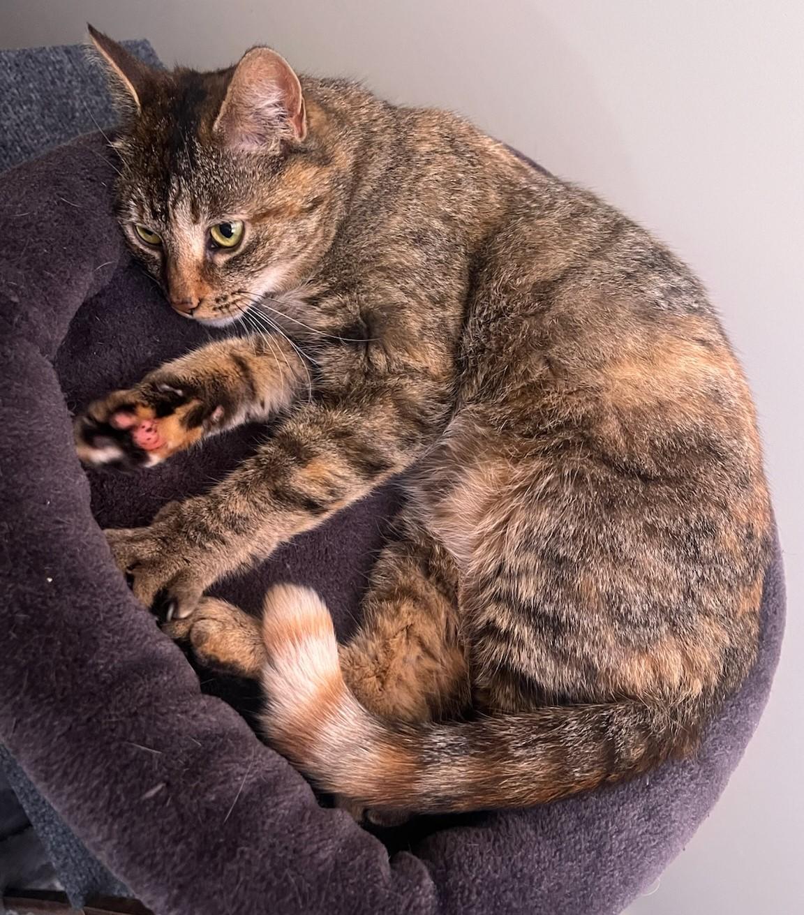 Buttercup, a Adoptable Tabby in Beckley, WV image 2/2