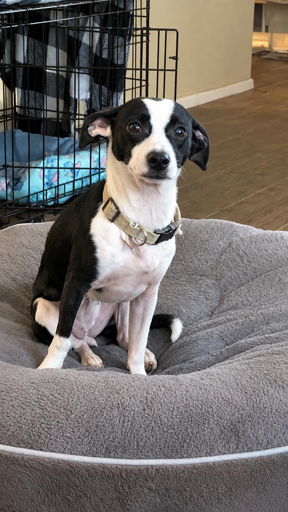 Sugar, ADOPTABLE, Young Female Chihuahua.