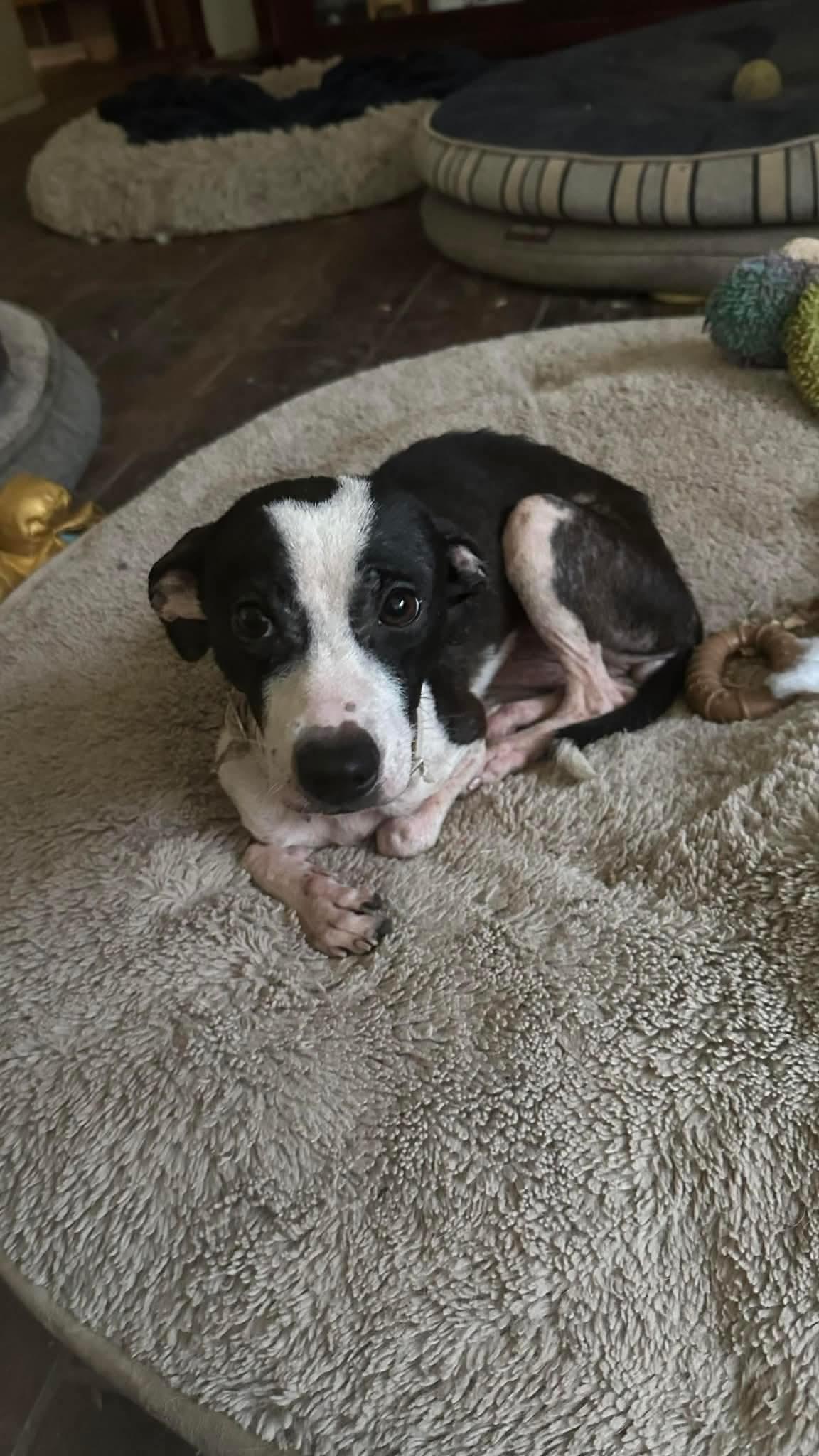 Sugar, a ADOPTABLE mixed breed in Boston, MA image 4/4