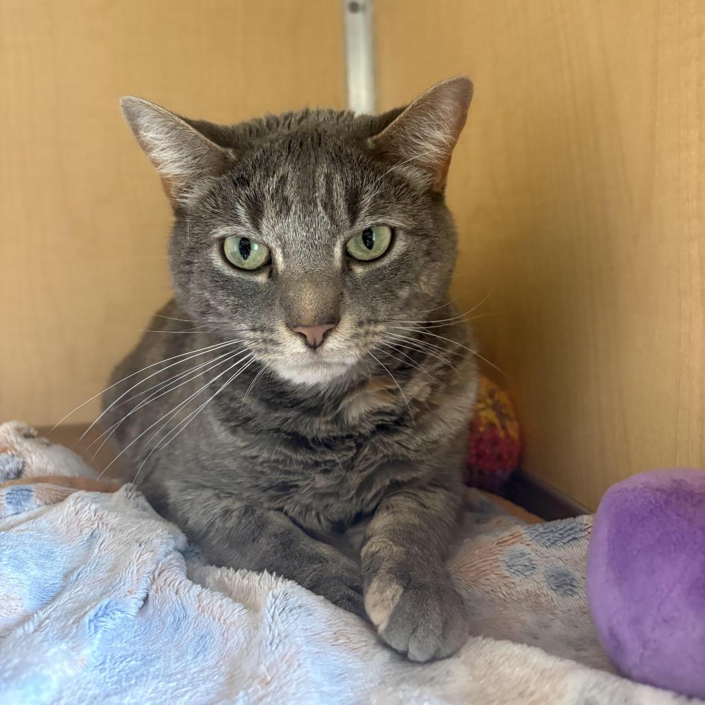 Enlarge Kayla FKA Cedar Waxwings, a Adoptable Domestic Short Hair in Chesapeake, VA image 1/1