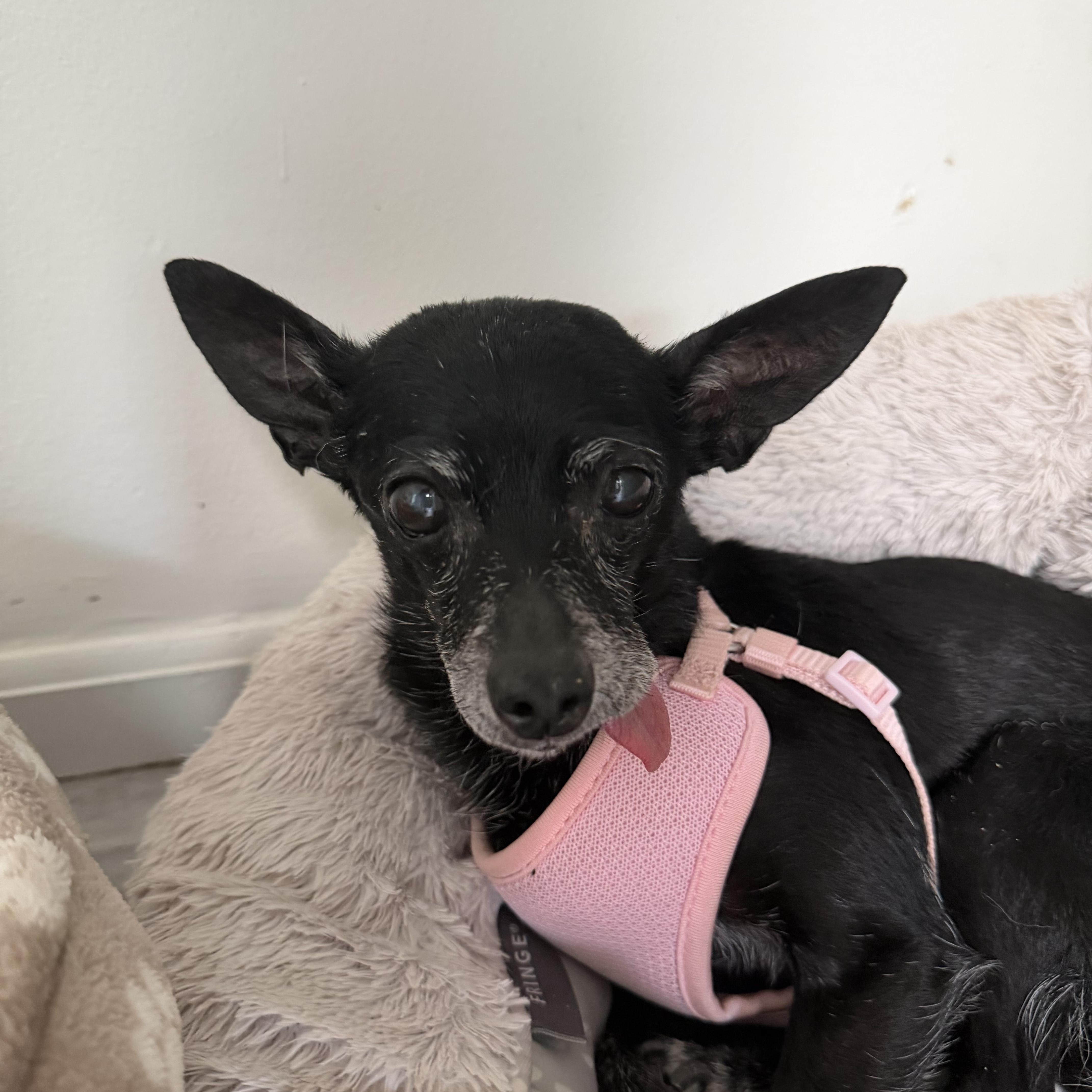 Zippy, a ADOPTABLE Chihuahua in Mahwah, NJ image 6/6