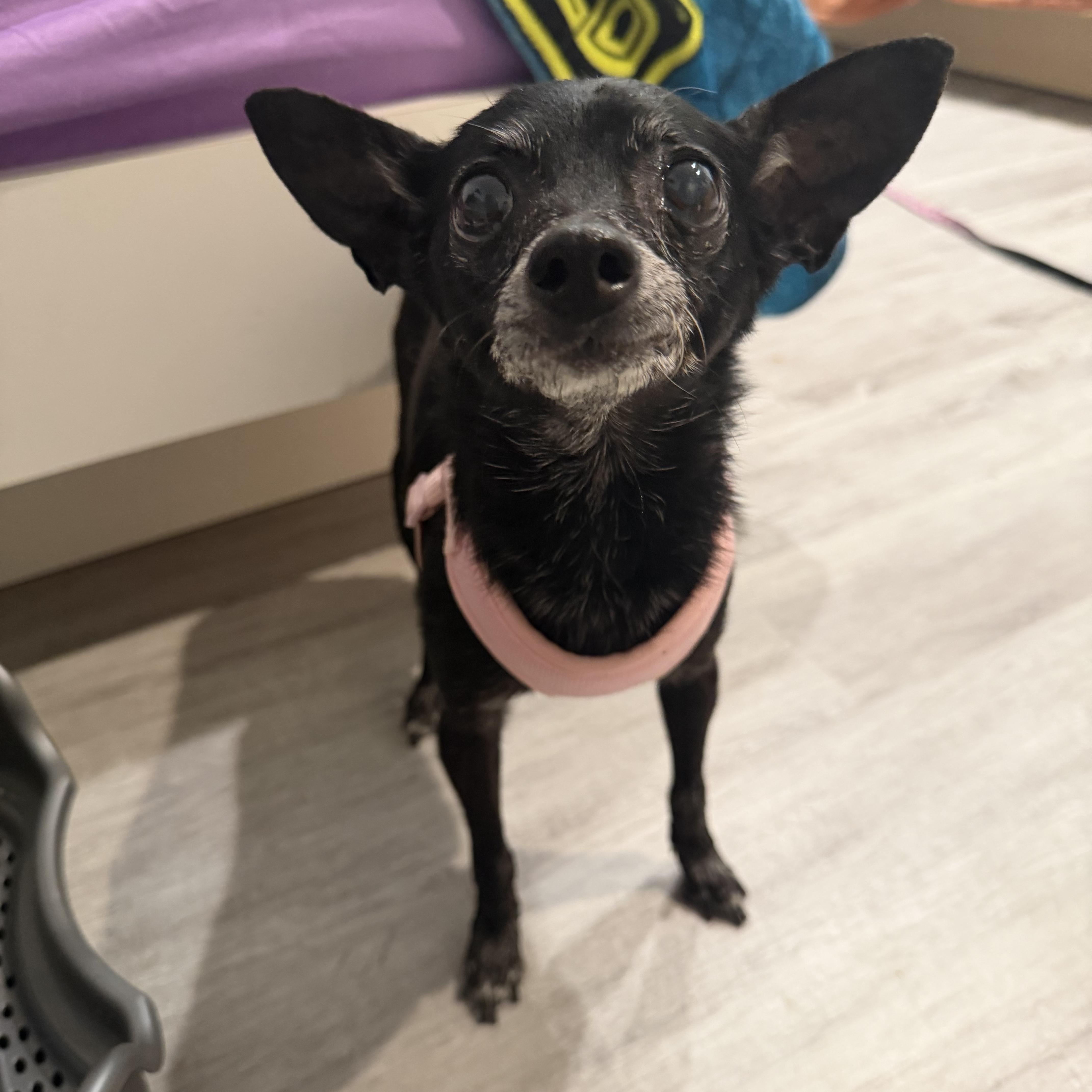 Zippy, ADOPTABLE, Senior Female Chihuahua.