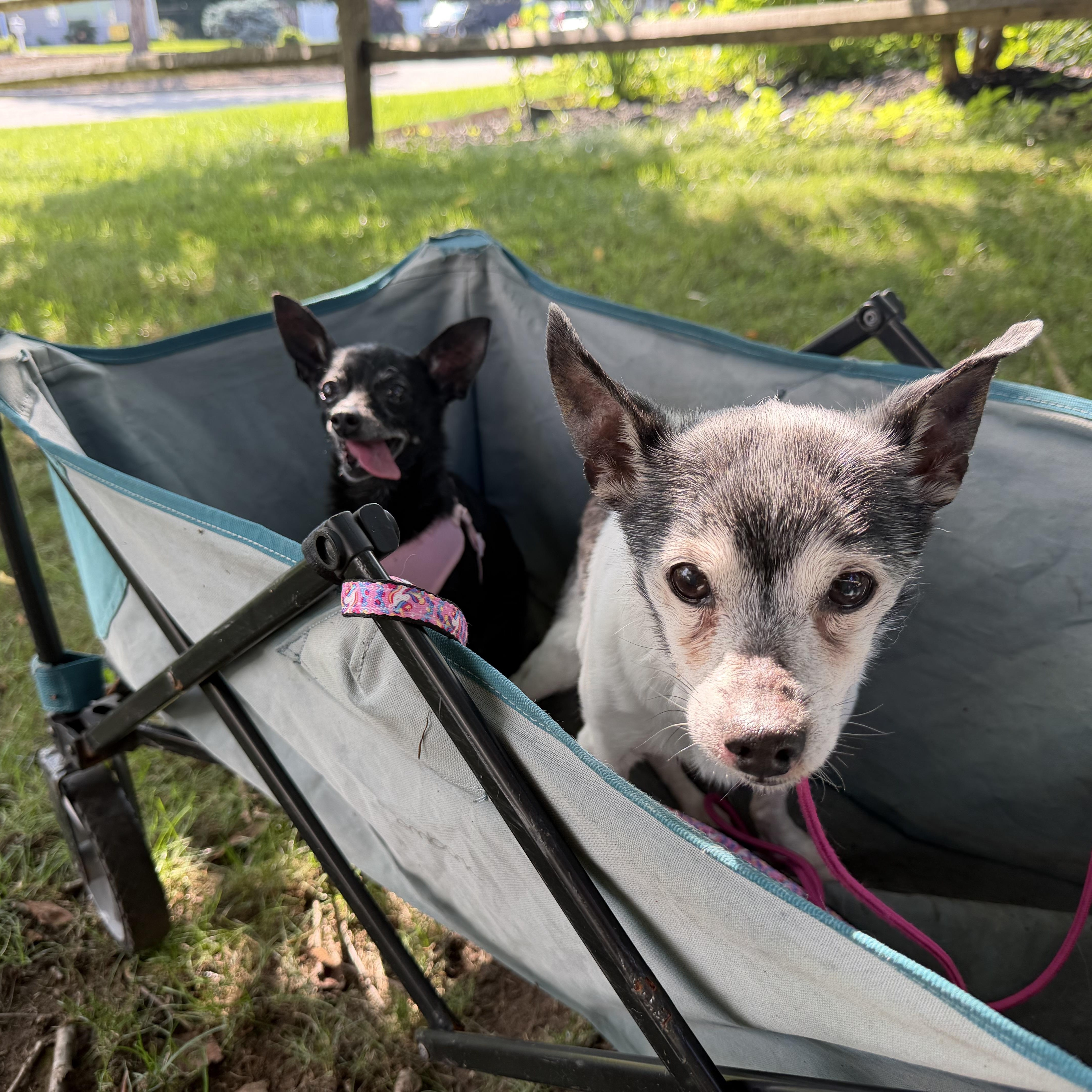 Zippy, a ADOPTABLE Chihuahua in Mahwah, NJ image 4/6