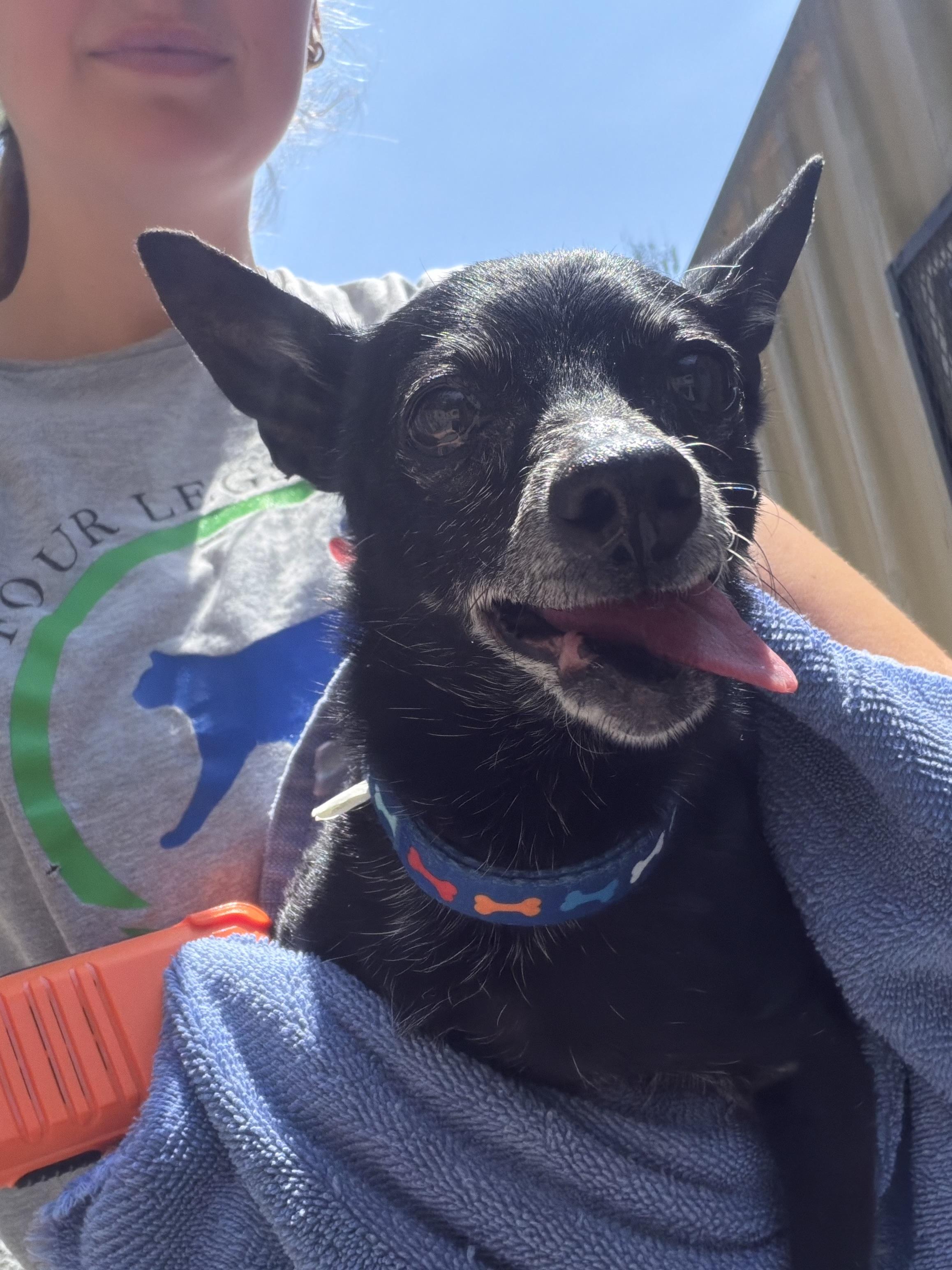 Zippy, a ADOPTABLE Chihuahua in Mahwah, NJ image 5/6