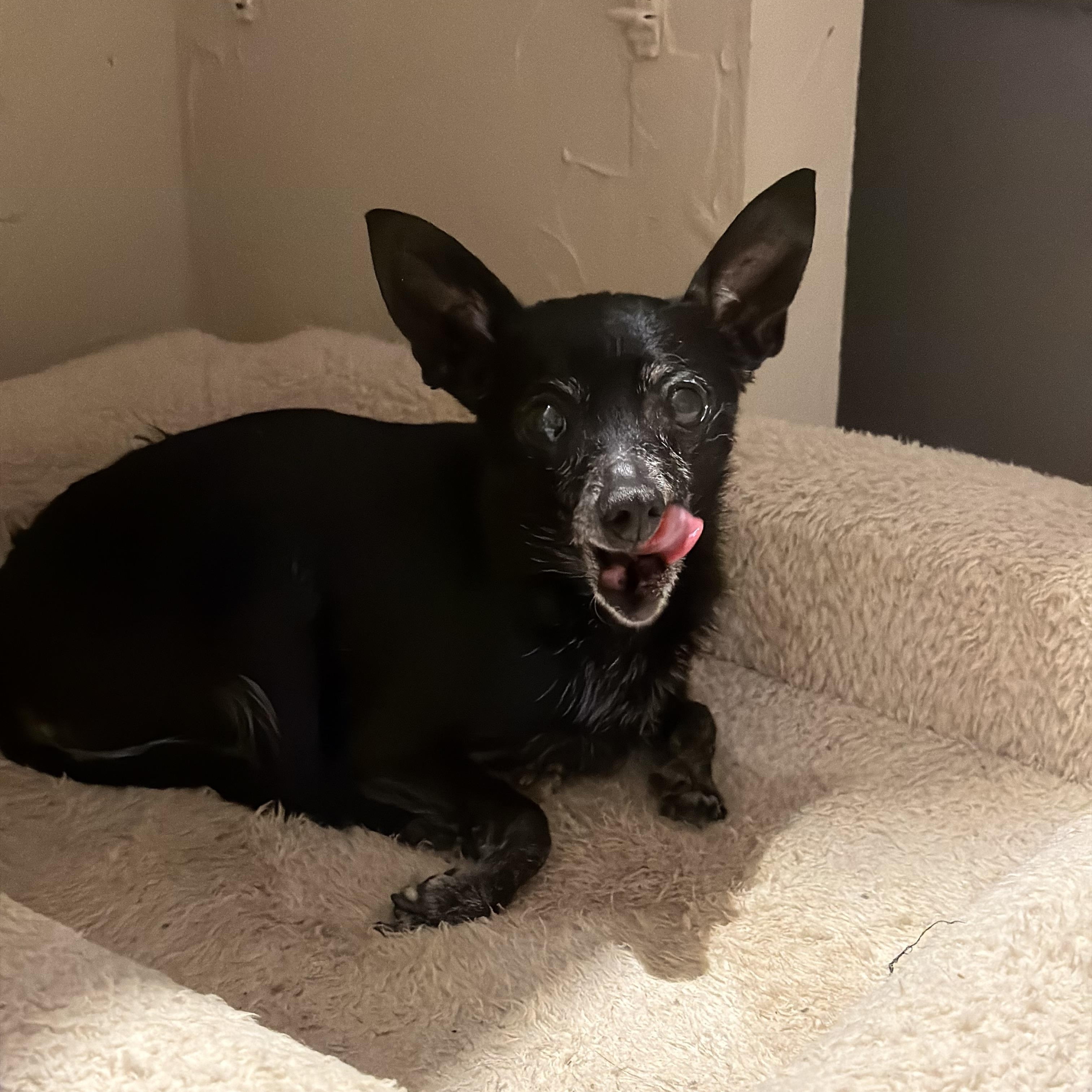 Zippy, a ADOPTABLE Chihuahua in Mahwah, NJ image 3/6