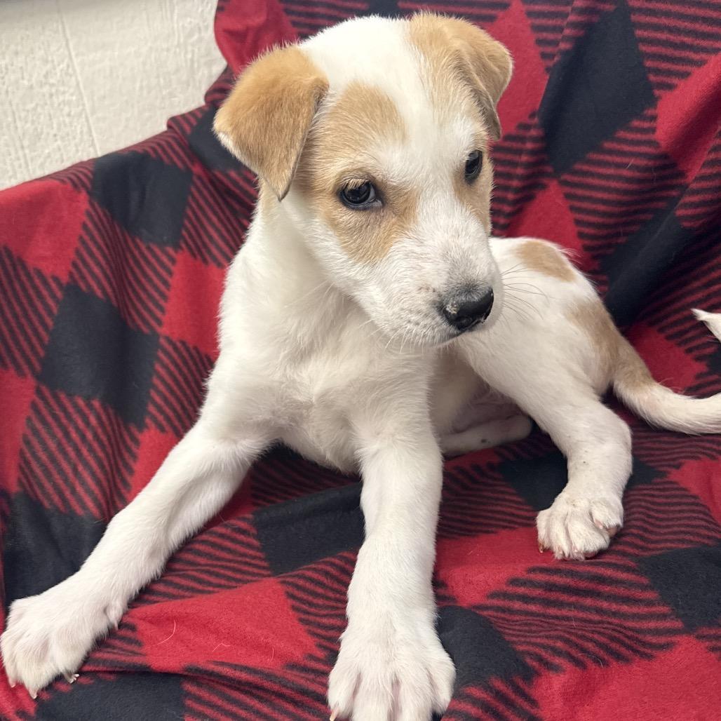 Enlarge Braden, a Adoptable mixed breed in Tulsa, OK image 1/1