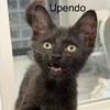 Upendo, Adoptable, Kitten Male Domestic Medium Hair.