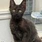 Enlarge Upendo, a Adoptable Domestic Medium Hair in Kingman, KS image 2/6
