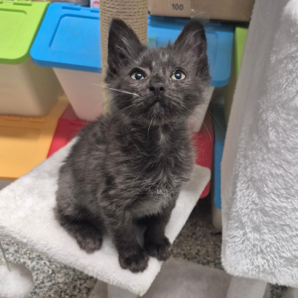 Upendo (aqua), Adoptable, Kitten Male Domestic Medium Hair.