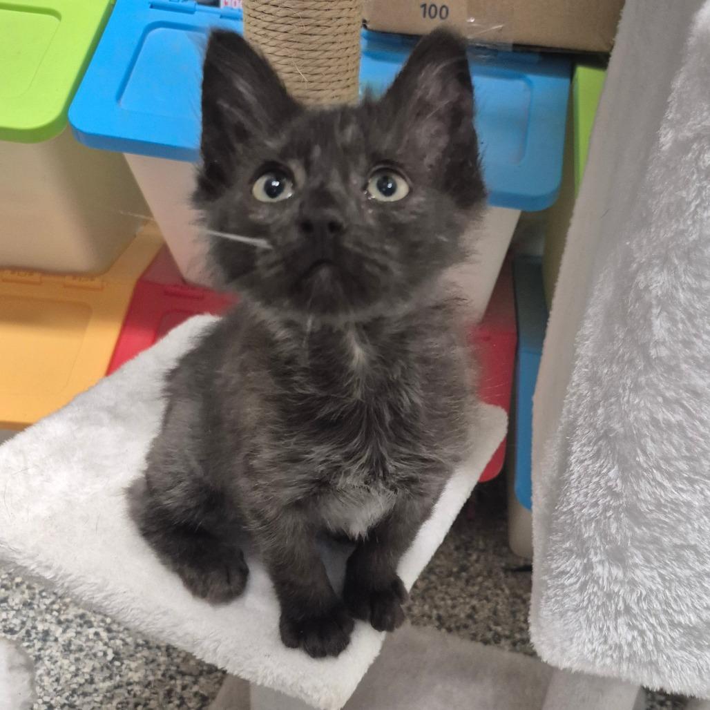 Enlarge Upendo (aqua), a Adoptable Domestic Medium Hair in Kingman, KS image 3/4