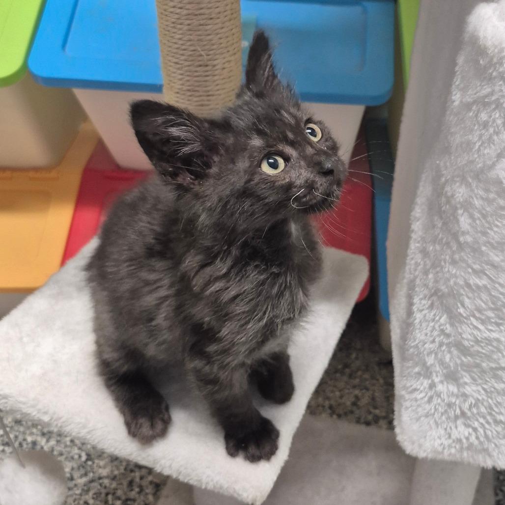 Enlarge Upendo (aqua), a Adoptable Domestic Medium Hair in Kingman, KS image 4/4
