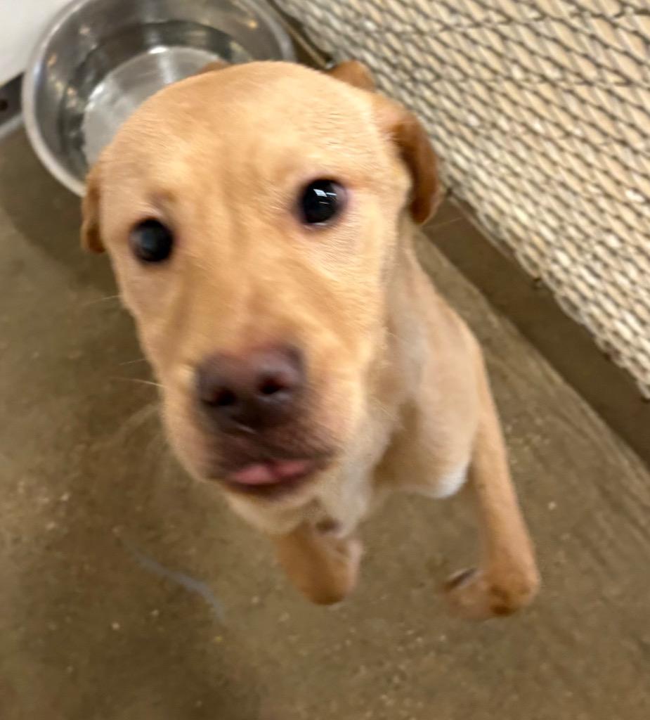 Tempe, Adoptable, Puppy Male Shar-Pei & Mixed Breed.
