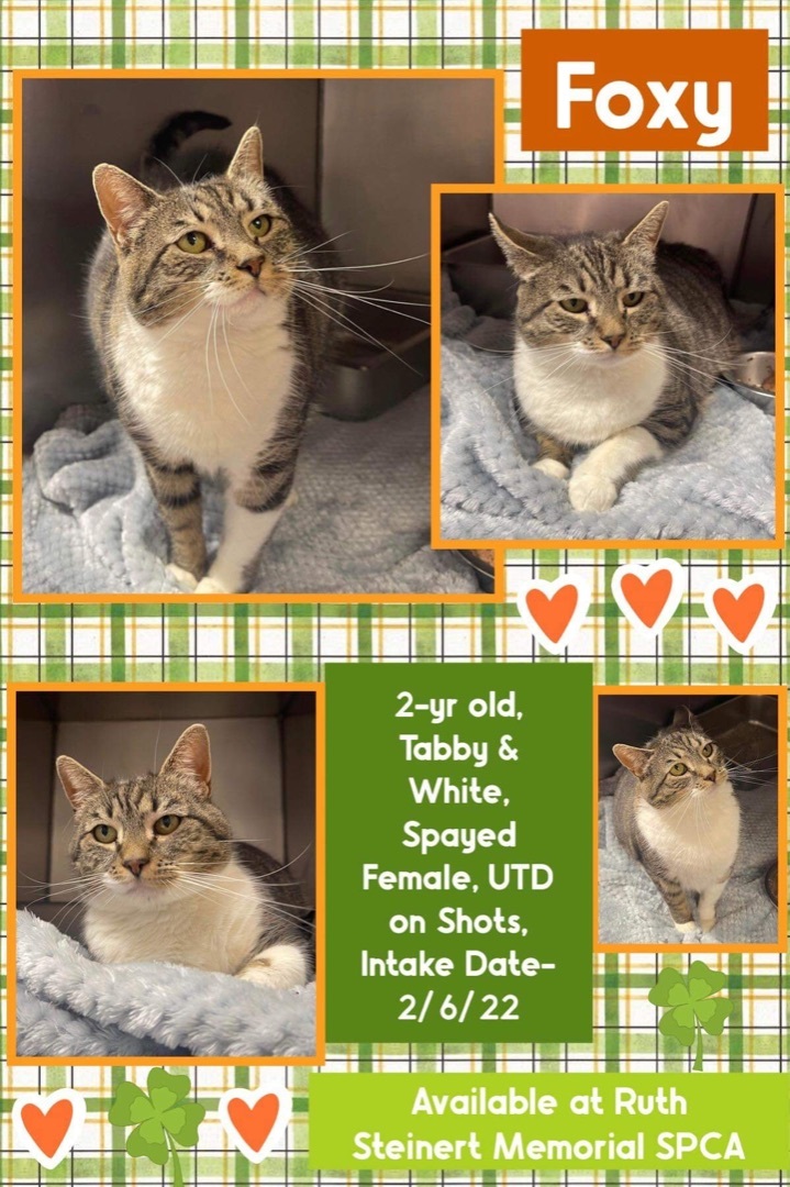 Foxy, Young Female Domestic Short Hair