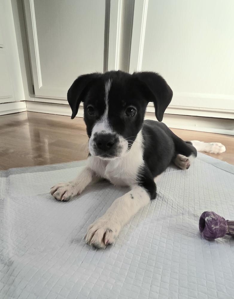 Enlarge Goblin, a Adoptable mixed breed in Clinton Township, MI image 1/5