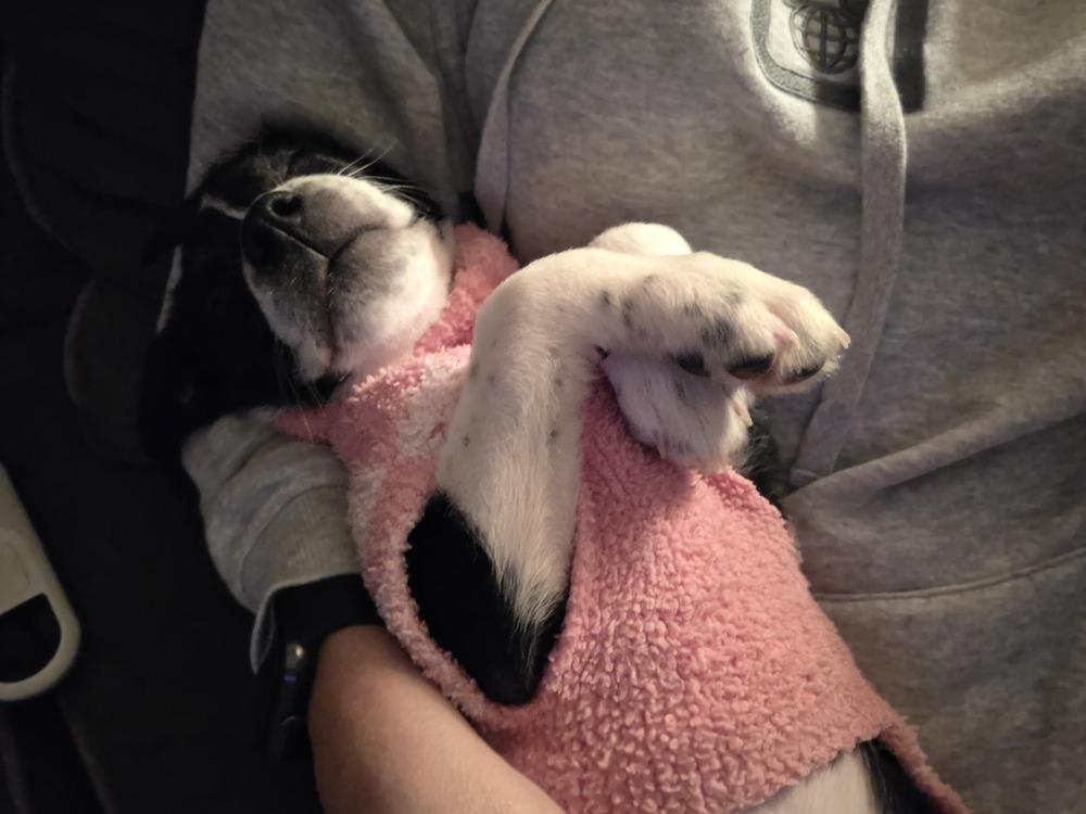 Enlarge Goblin, a Adoptable mixed breed in Clinton Township, MI image 4/5