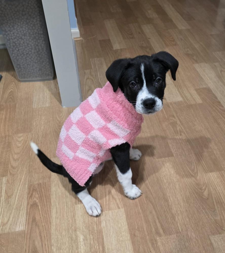 Enlarge Goblin, a Adoptable mixed breed in Clinton Township, MI image 5/5