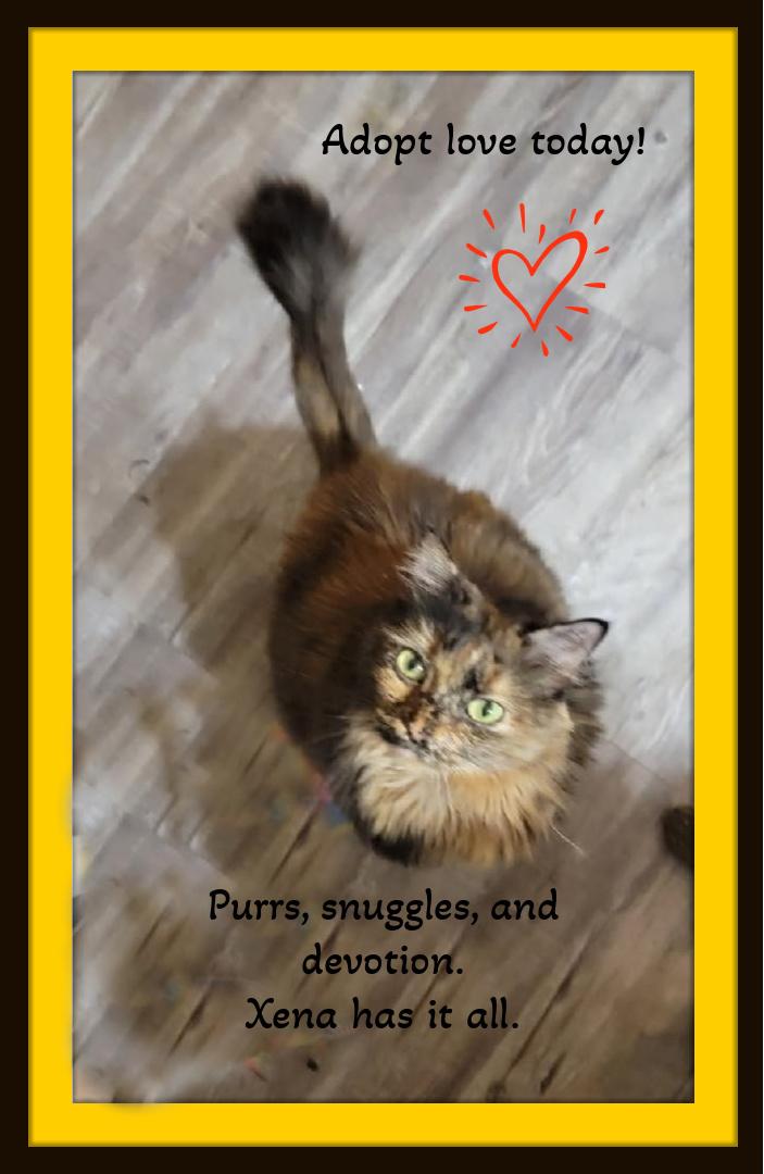 Enlarge Xena - Soft, sweet and ready to be adored as your tortie Queen., a Adopted mixed breed in Snow Camp, NC image 1/3