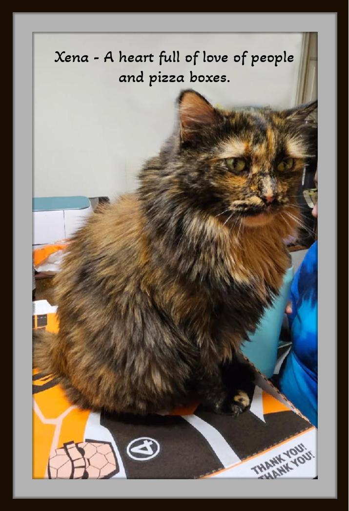 Enlarge Xena - Soft, sweet and ready to be adored as your tortie Queen., a Adopted mixed breed in Snow Camp, NC image 2/3